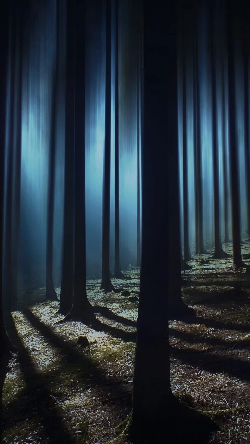Dark Forest, Woods, Night time, Dark, Shadow, Tall Trees, Nature, Scary Shadows HD phone wallpaper