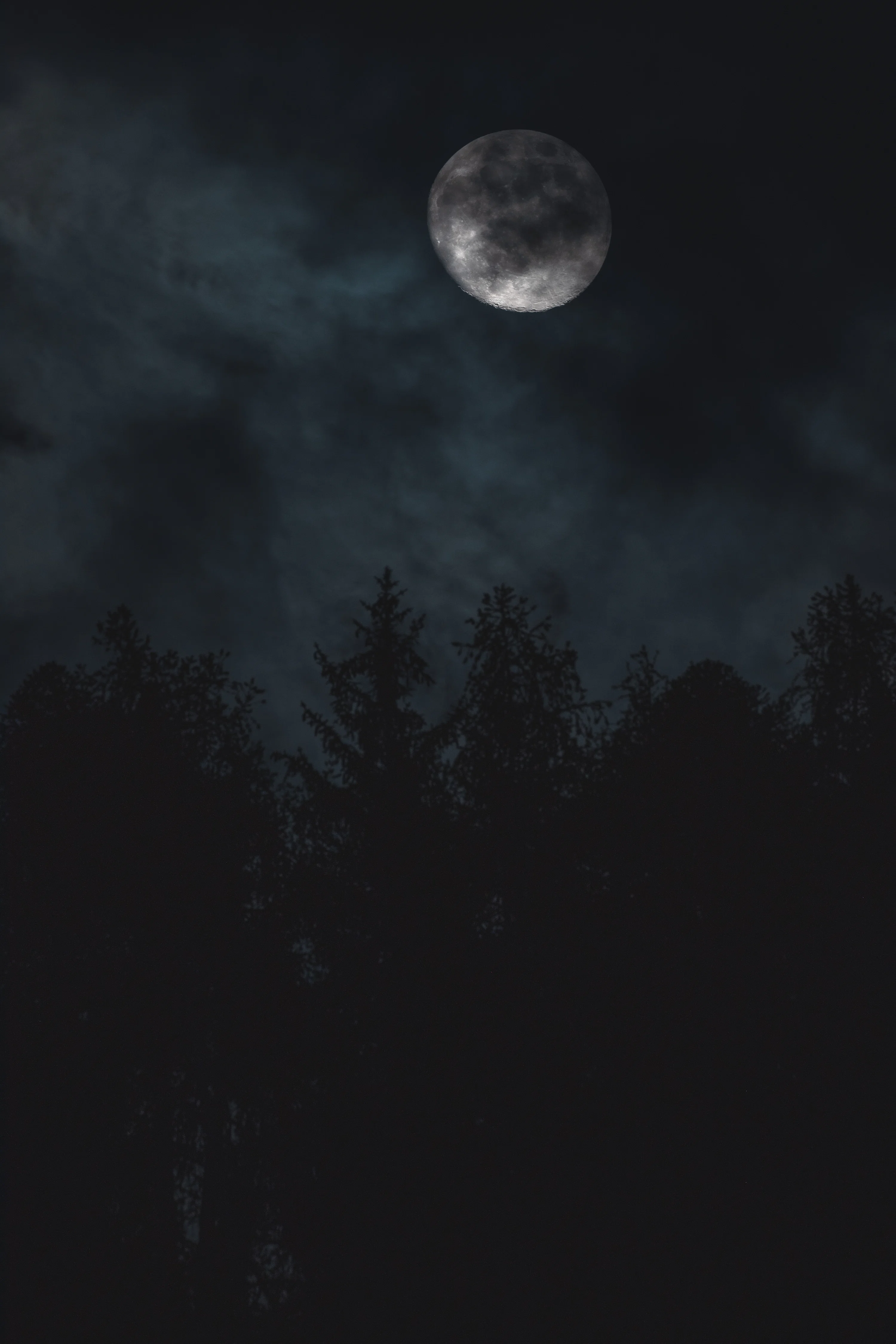 Night Forest Picture. Download Free Image