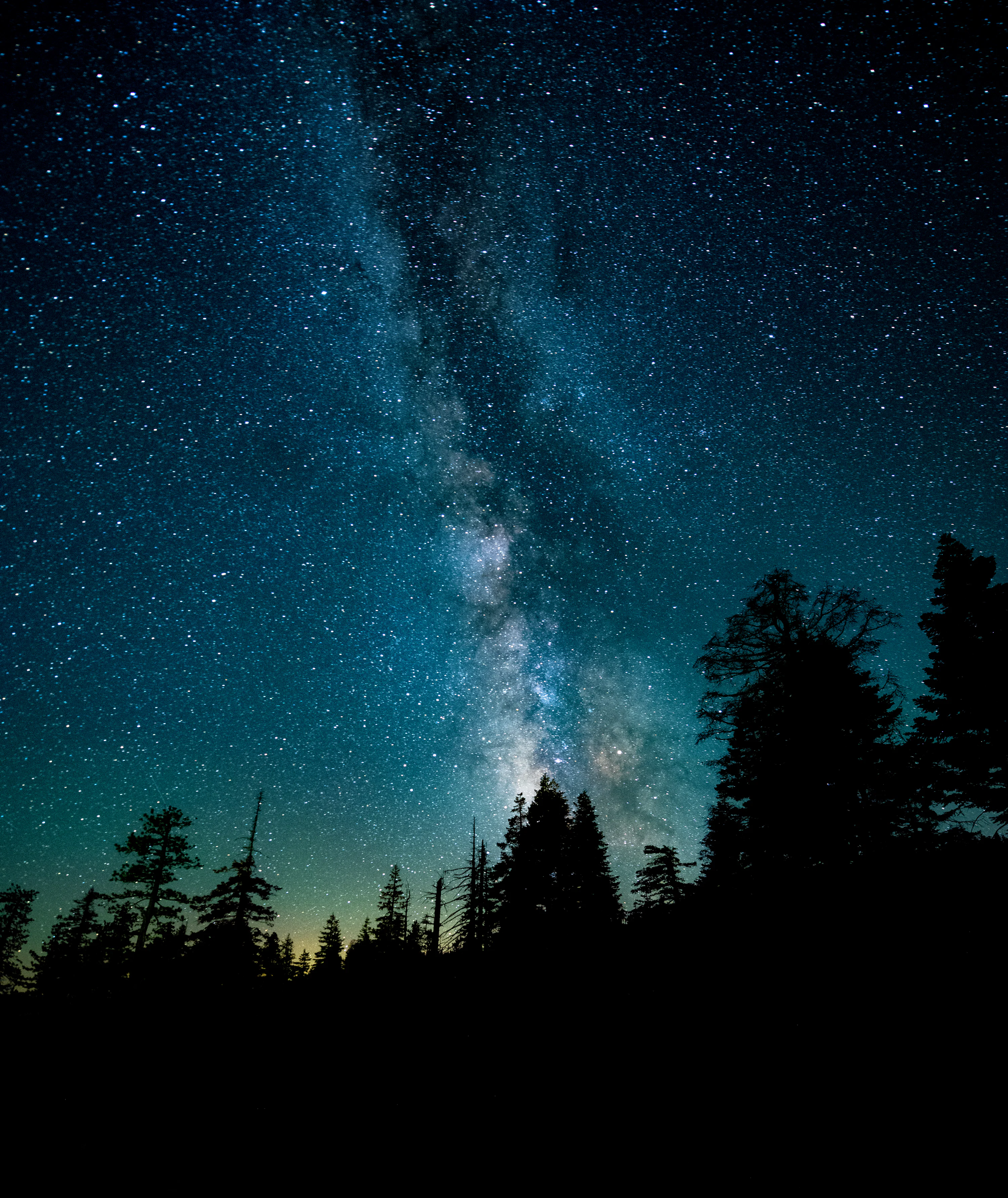 Silhouette photo of trees during night time photo
