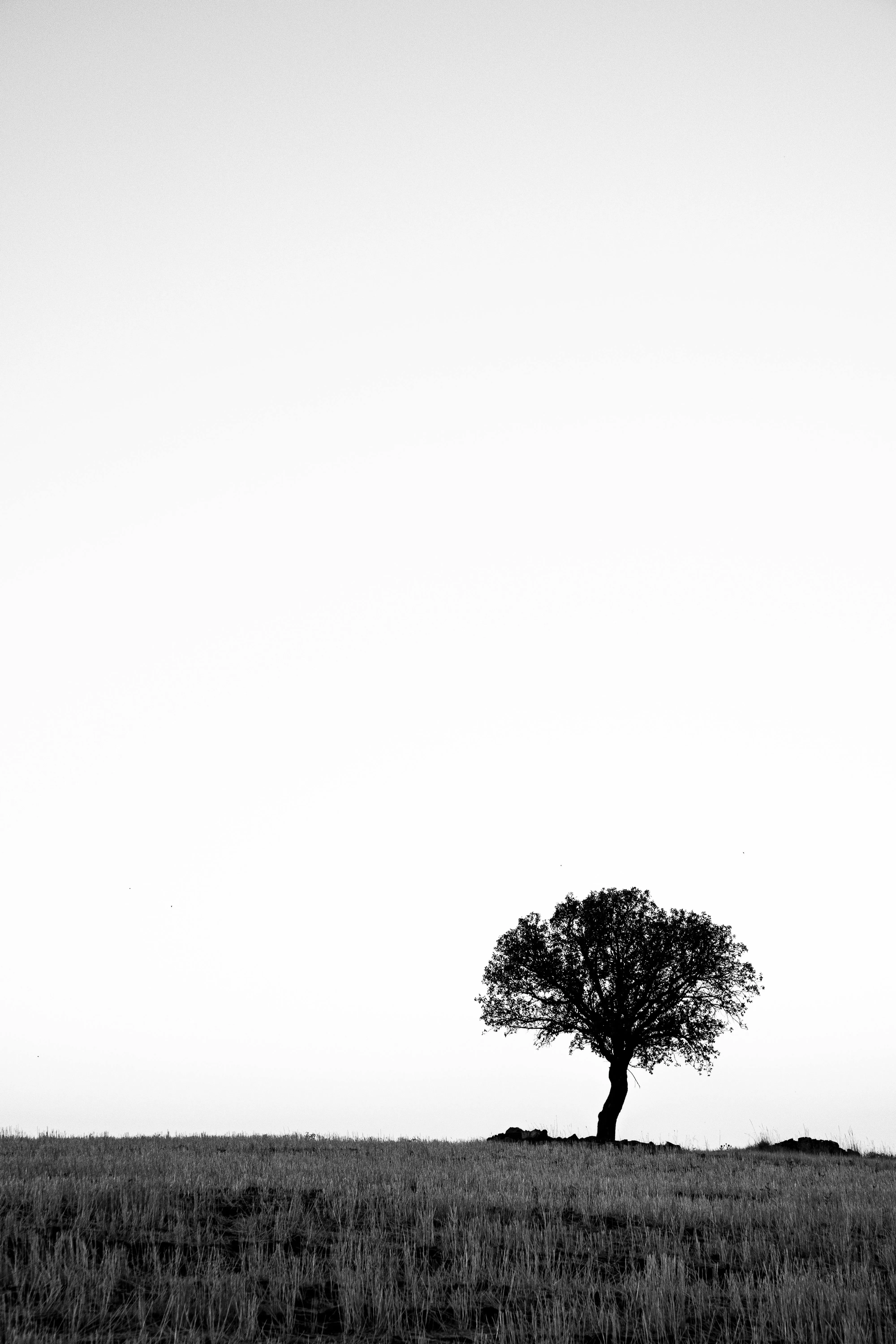 Solitary Tree in Minimalist Black and White · Free