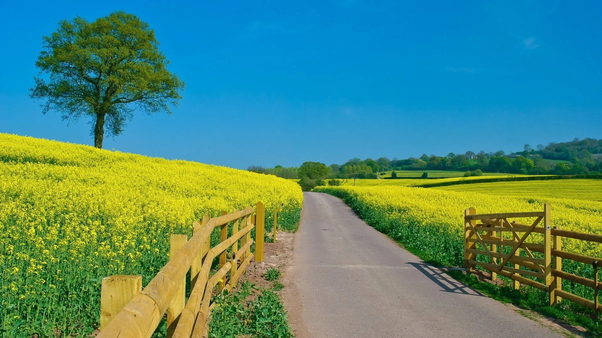 Country Road Serenity: Tree Lined Fence And Lush Green Fields HD Wallpaperx1080
