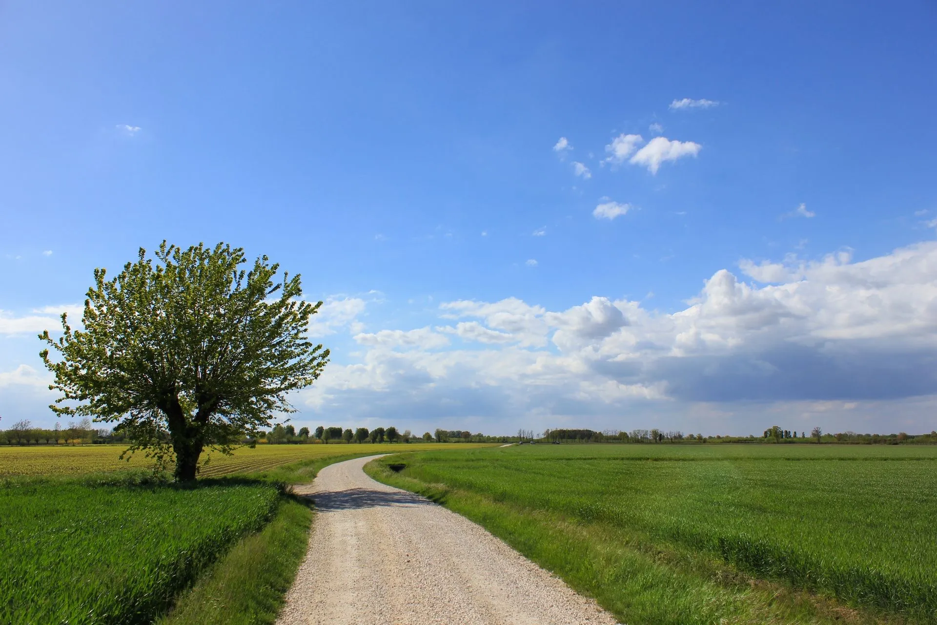 Free Image, country, tree, nature, summer, windows, desktop, clouds, street, countryside, sky, grassland, cloud, prairie, plain, road, meadow, pasture, horizon, daytime, rural area, farm, crop, morning, landscape, agriculture, cumulus, land lot