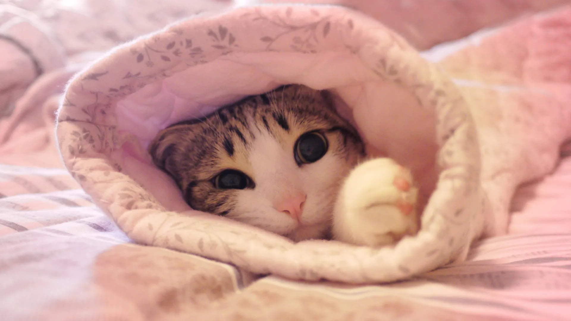 Cozy Cat HD Wallpaper: A Purr Fect Snuggle Momentx1440