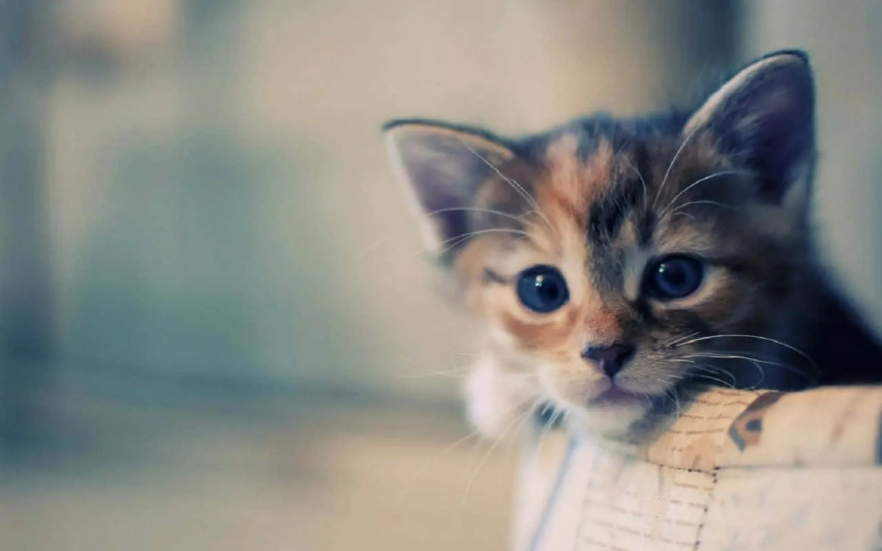 Download Cute Cat Enjoying Desktop Time Wallpaper
