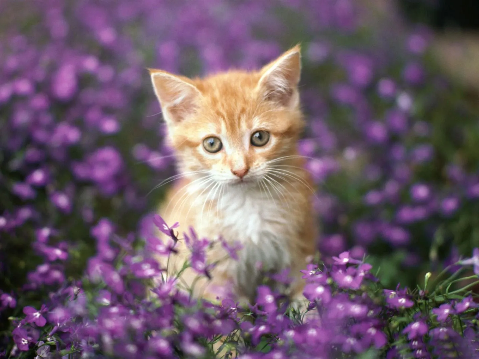 Garden Cat Life Of The Cat Desktop Wallpaper