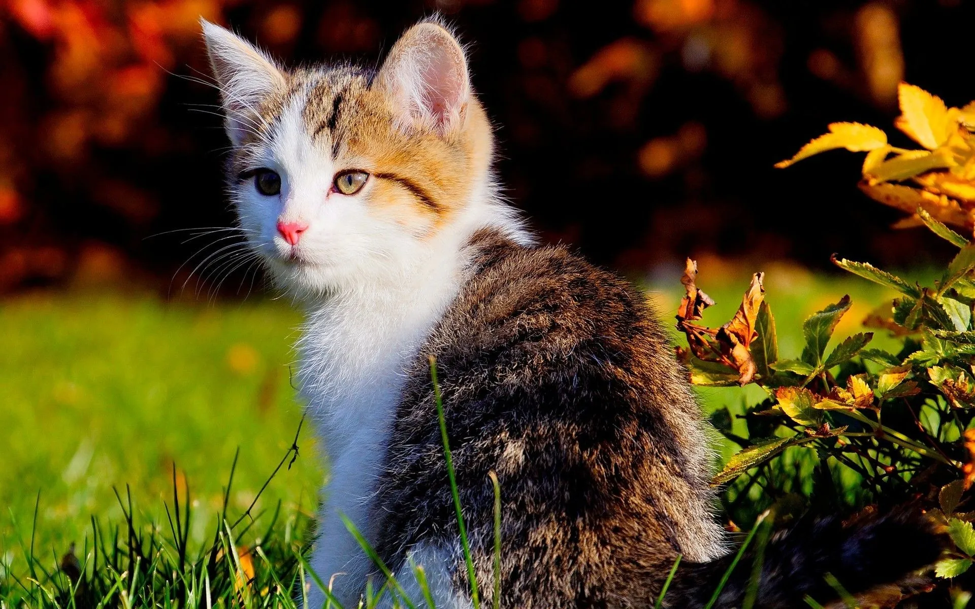 Desktop wallpaper: Animal, Cat, Cute, Kitten, Cats 4K free download for PC. 266013