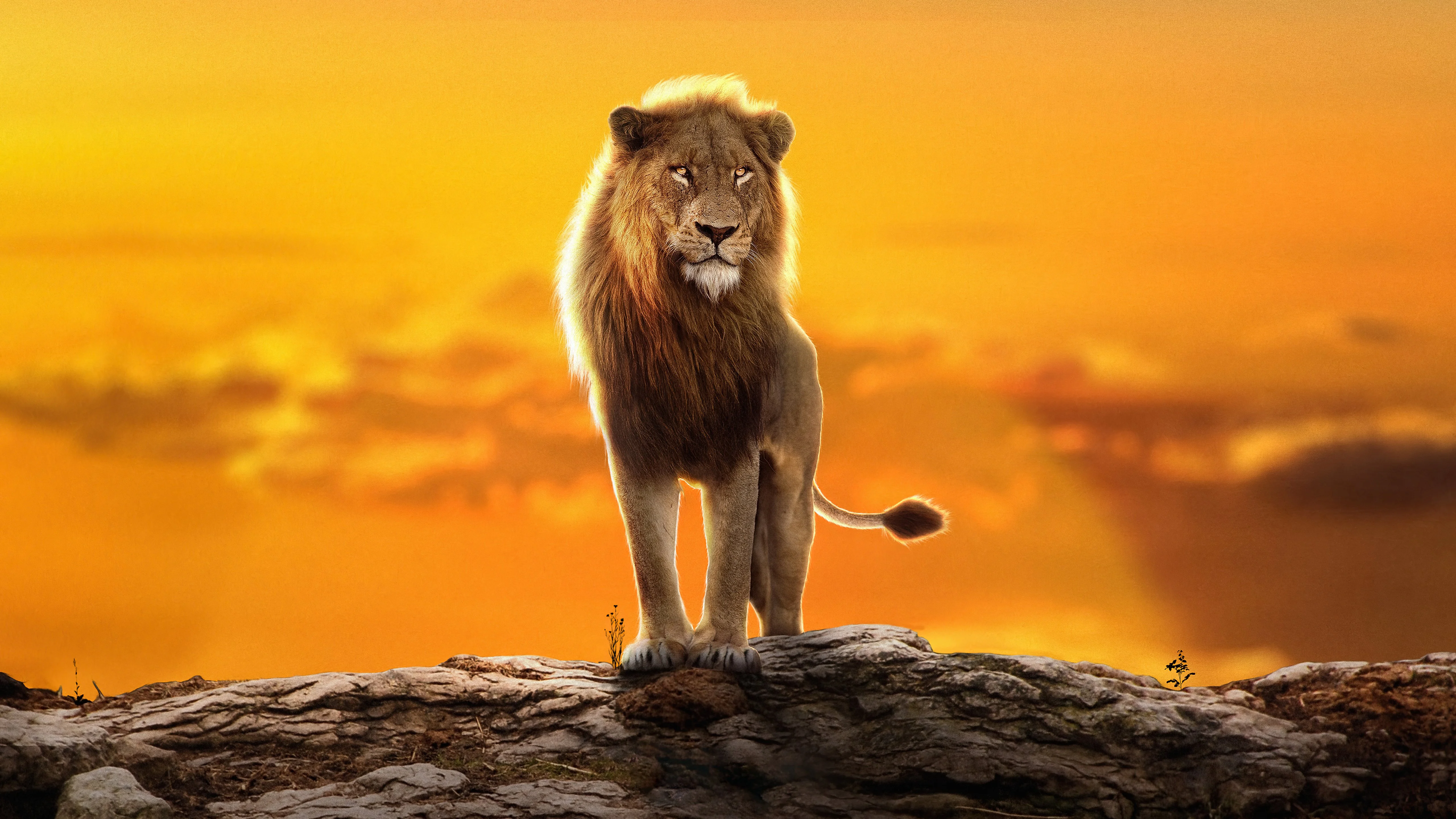 The Lion King Simba Wallpaper 4K for Desktop