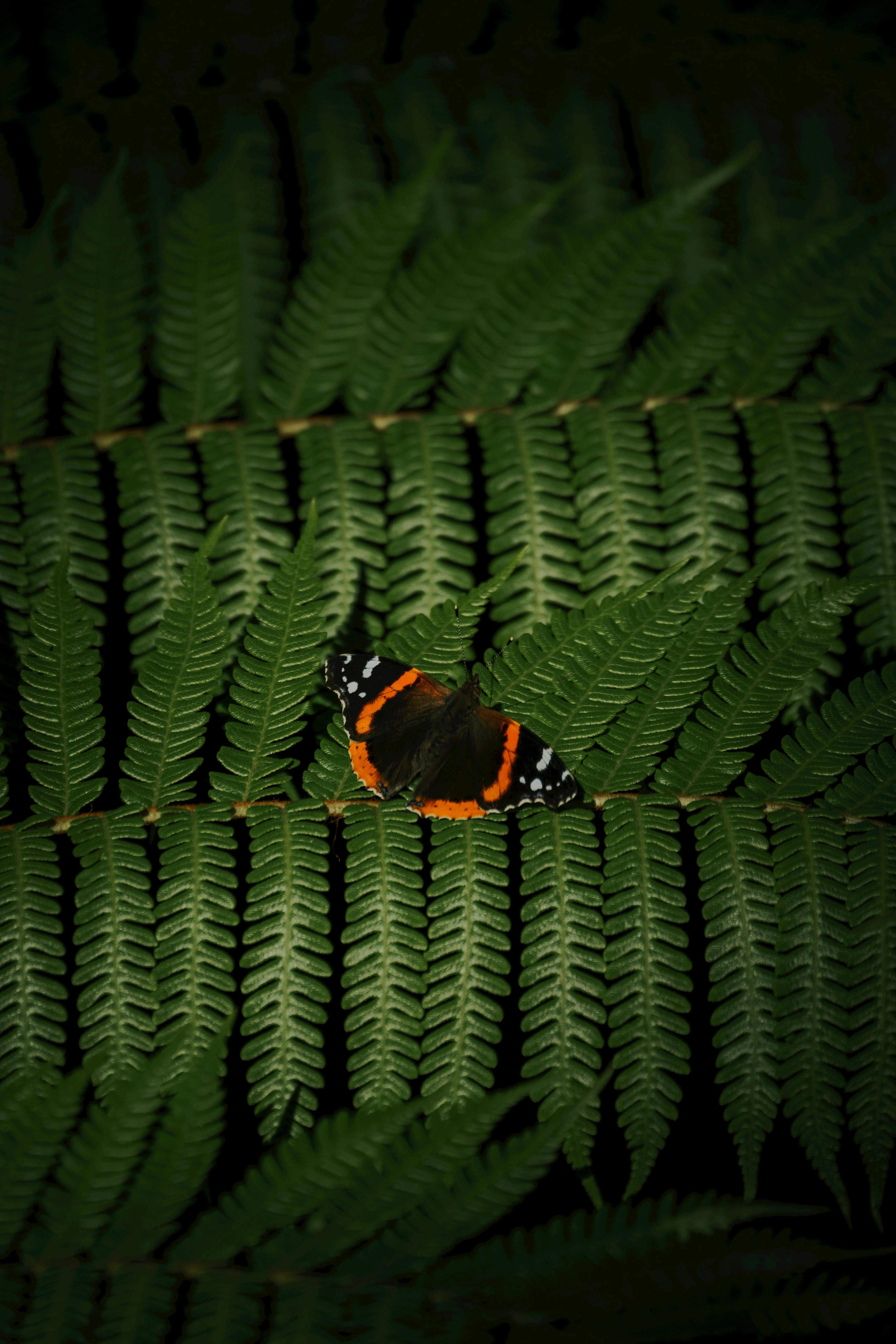 4k Amoled Wallpaper Photo, Download The BEST Free 4k Amoled Wallpaper & HD Image