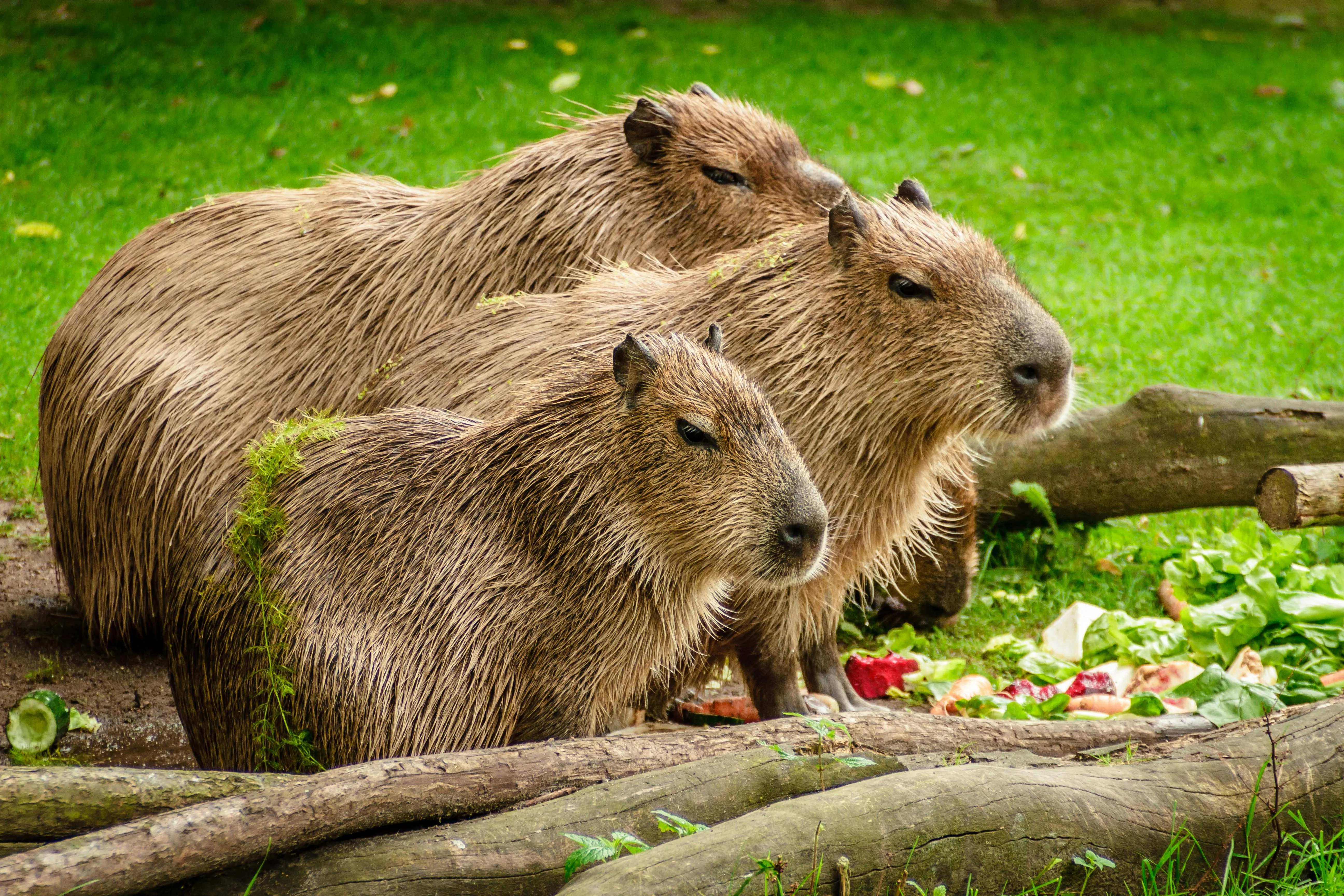Photo of 3 Capybara Standing Near Wooden Branch and Grass · Free