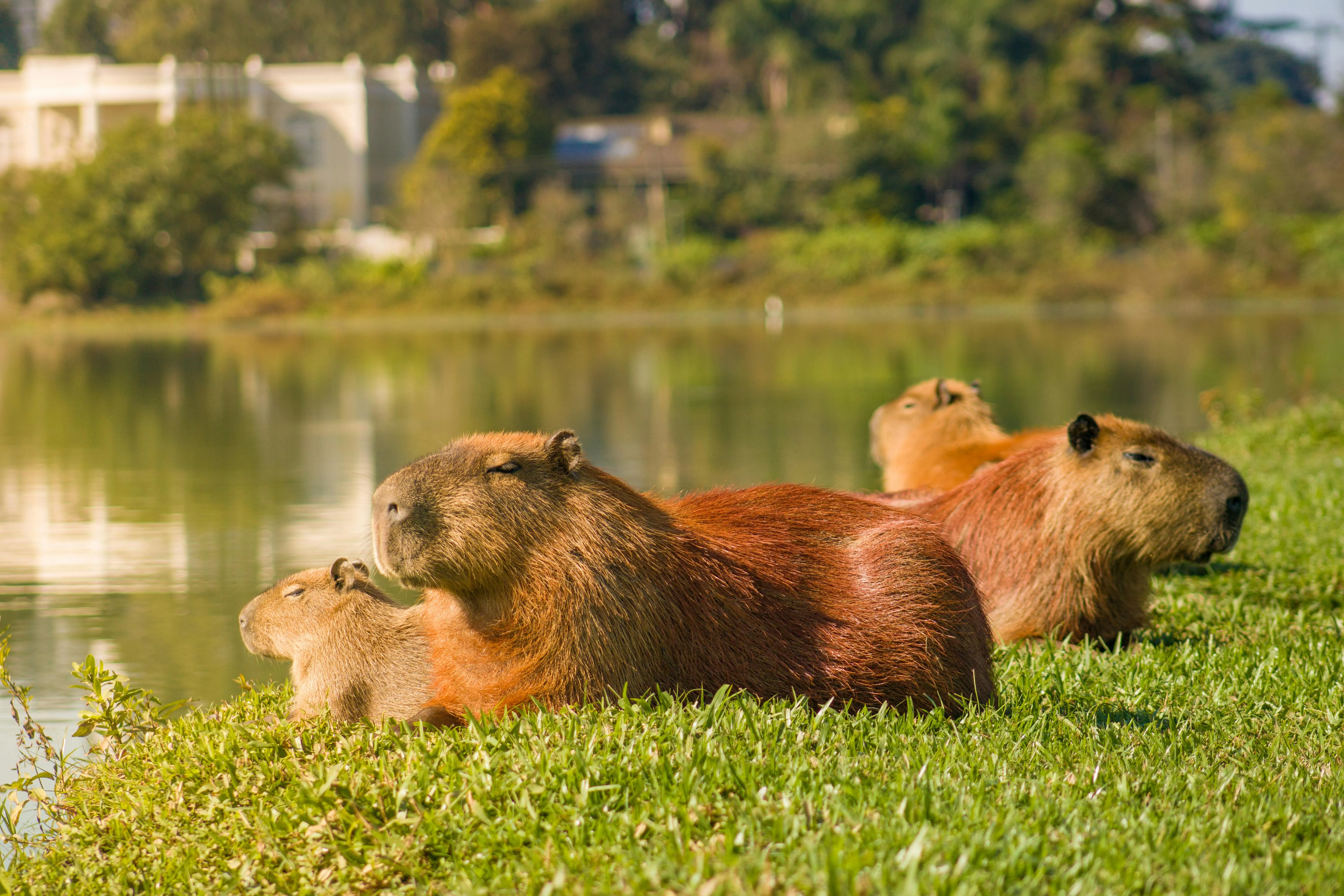 Close Up Of Capybaras Lying On The Grass · Free