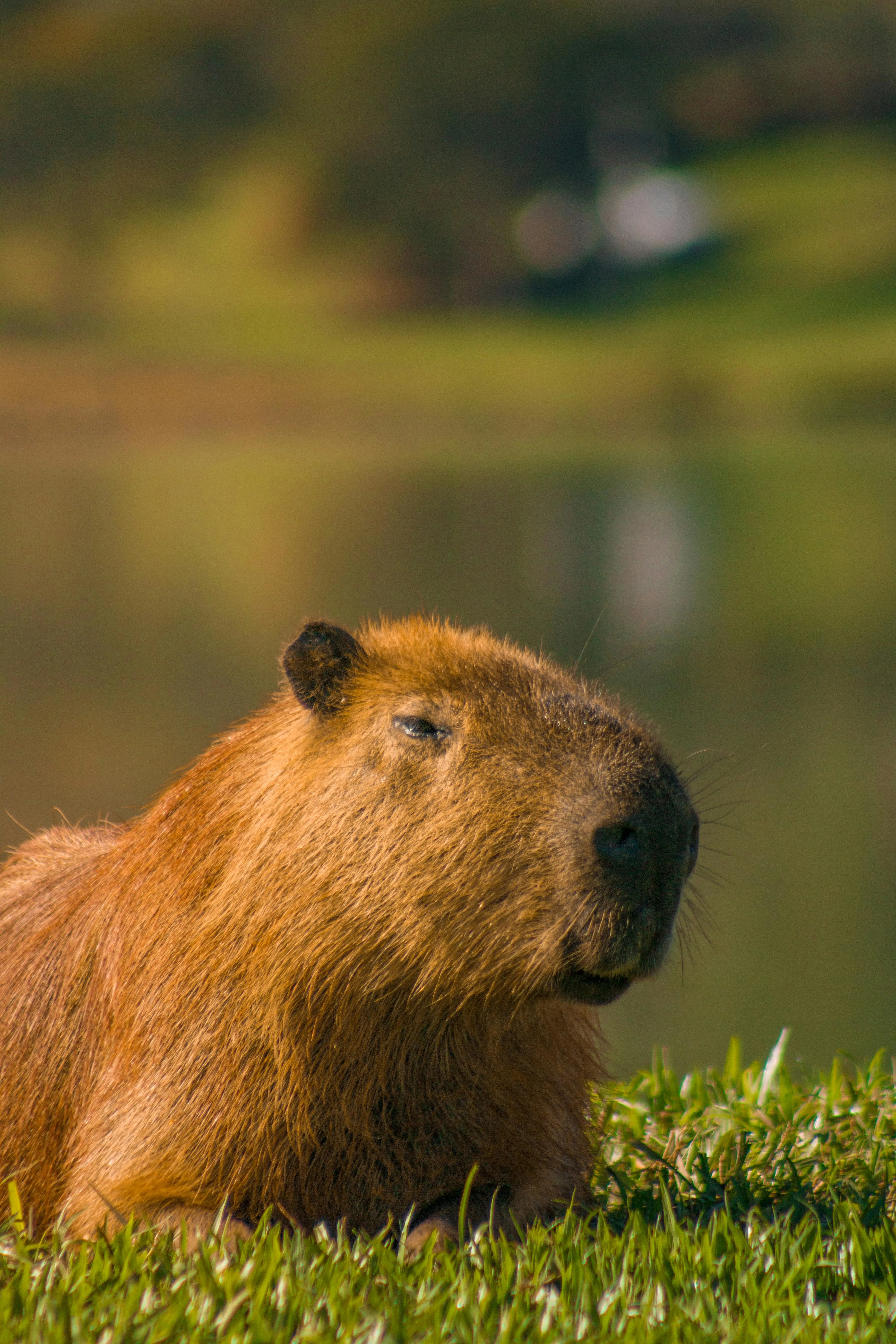 Close Up Of A Capybara Lying On The Grass · Free