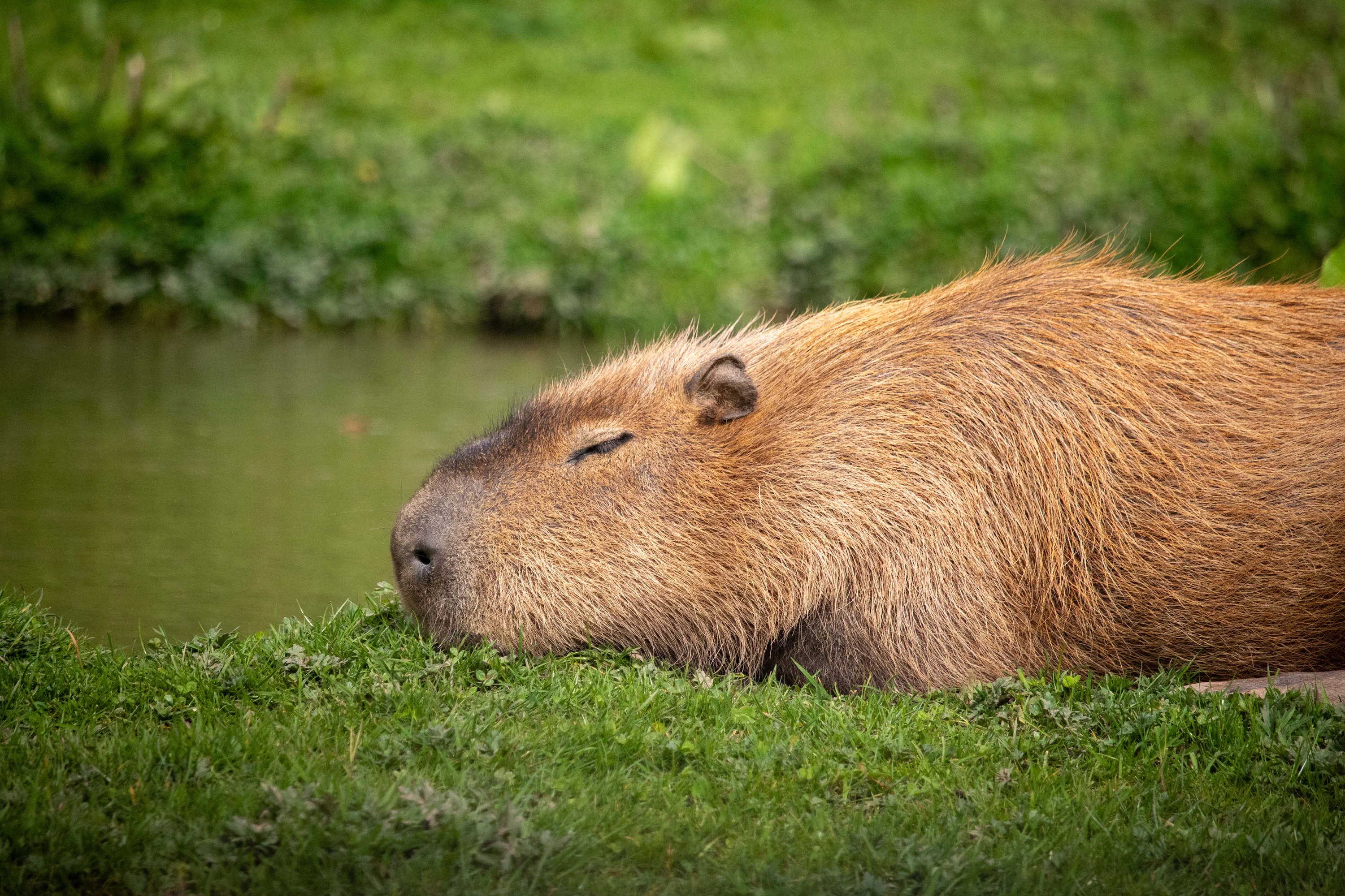 50,Capybara Picture. Download Free Image
