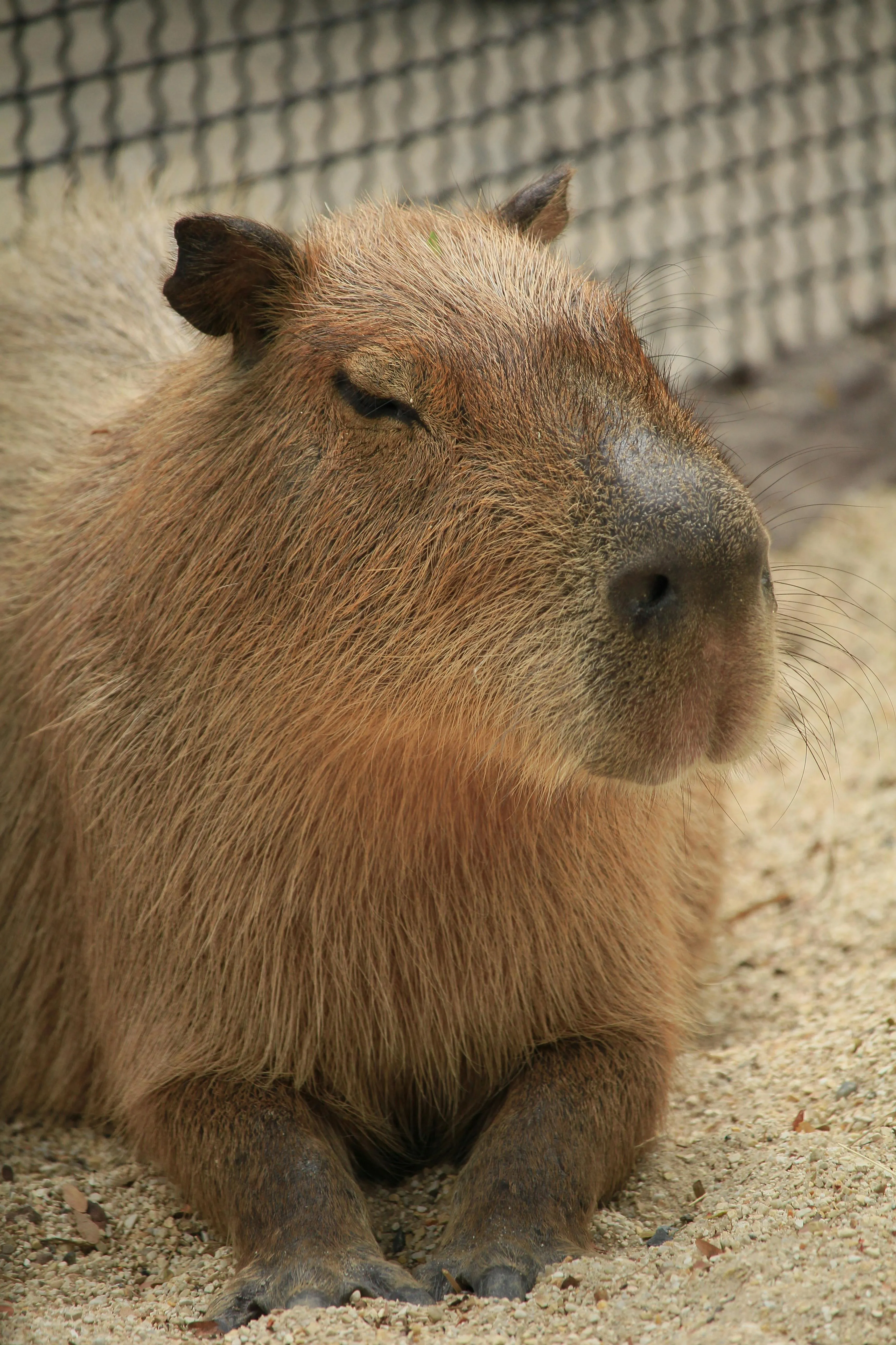 A Close Up Shot Of A Capybara · Free
