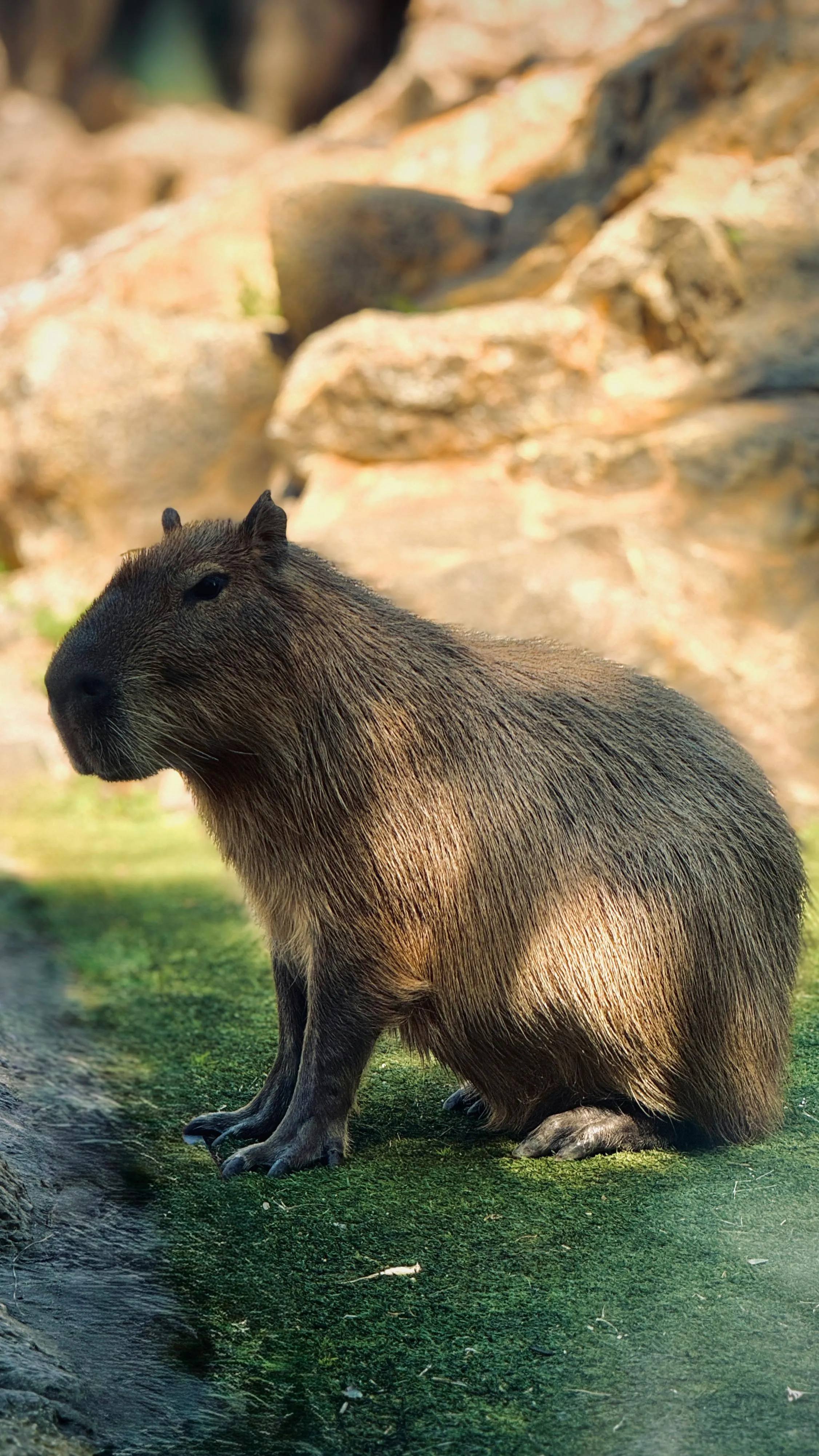 Capybara Sitting Photo, Download The BEST Free Capybara Sitting & HD Image