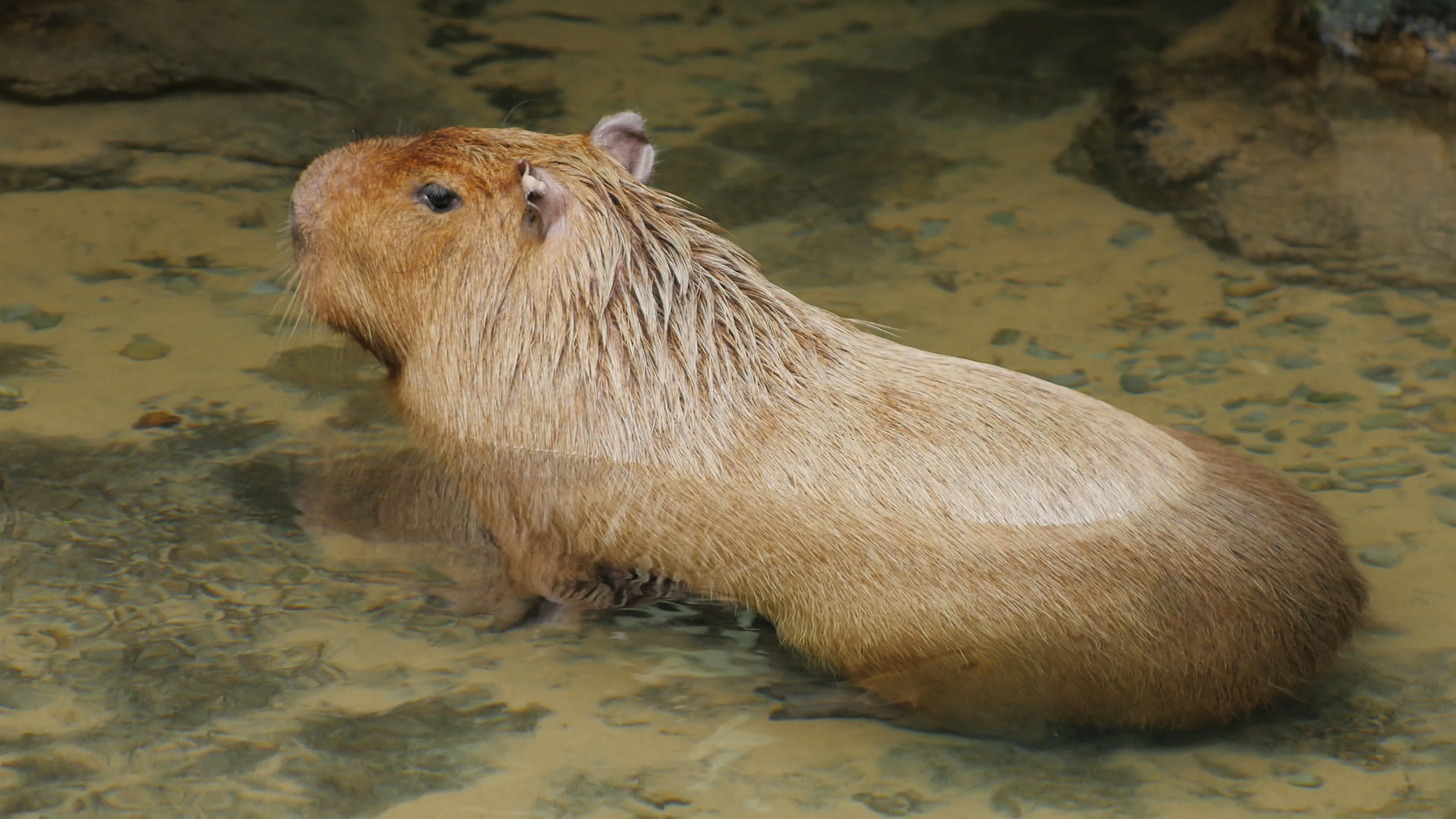 Capybara Wallpaper