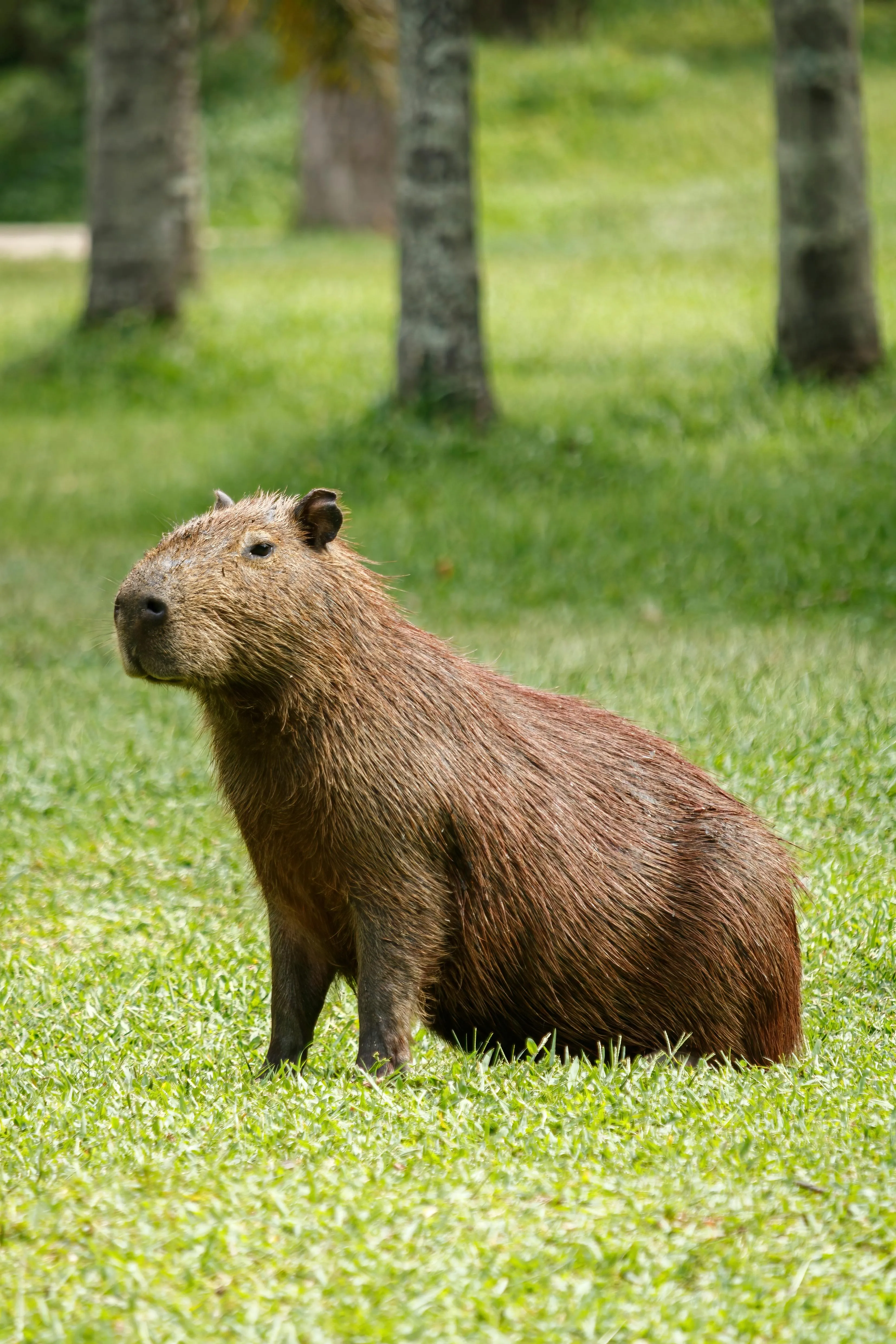 Capybara on Grass · Free