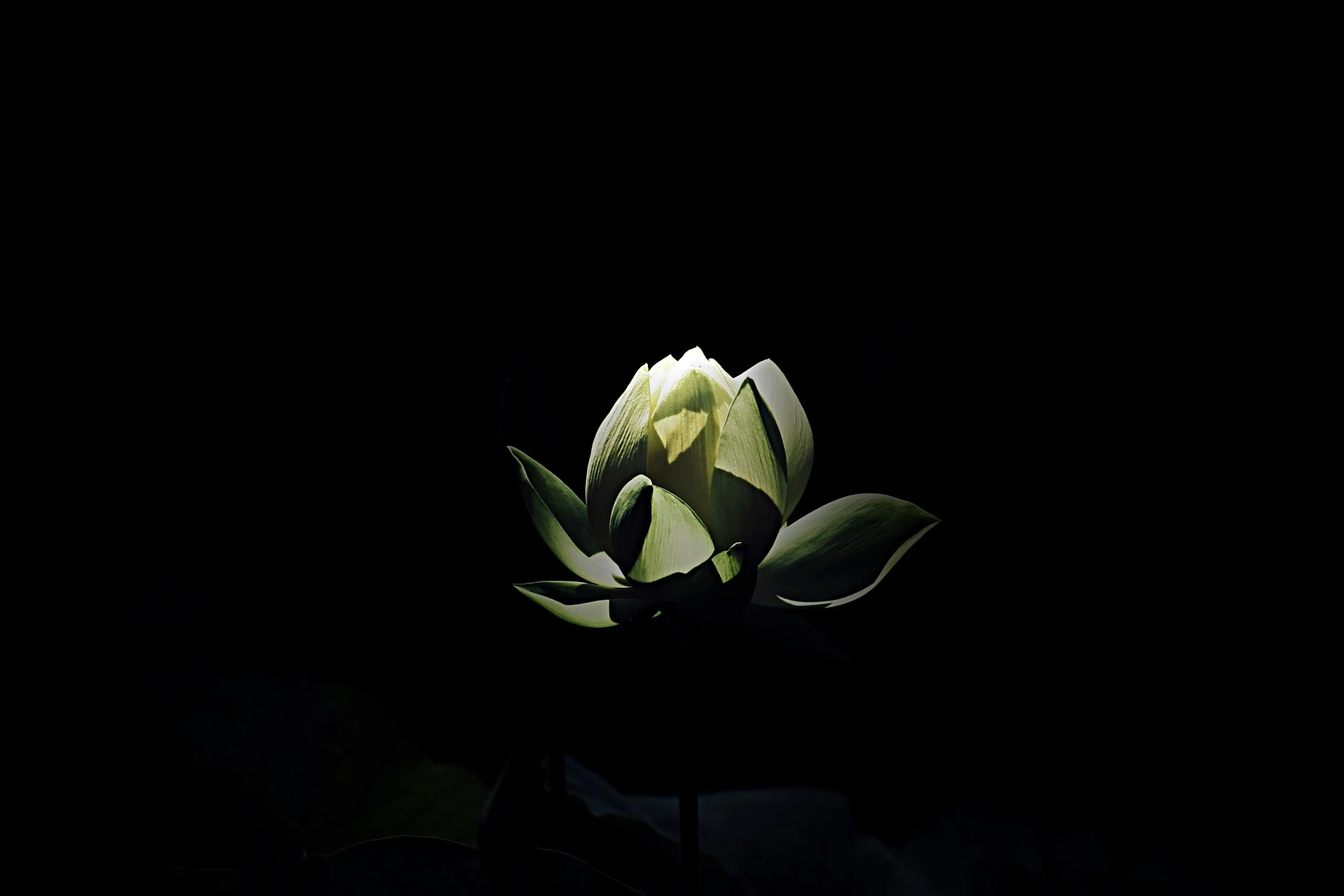 Dark Background 96 Photo & Videos Collected