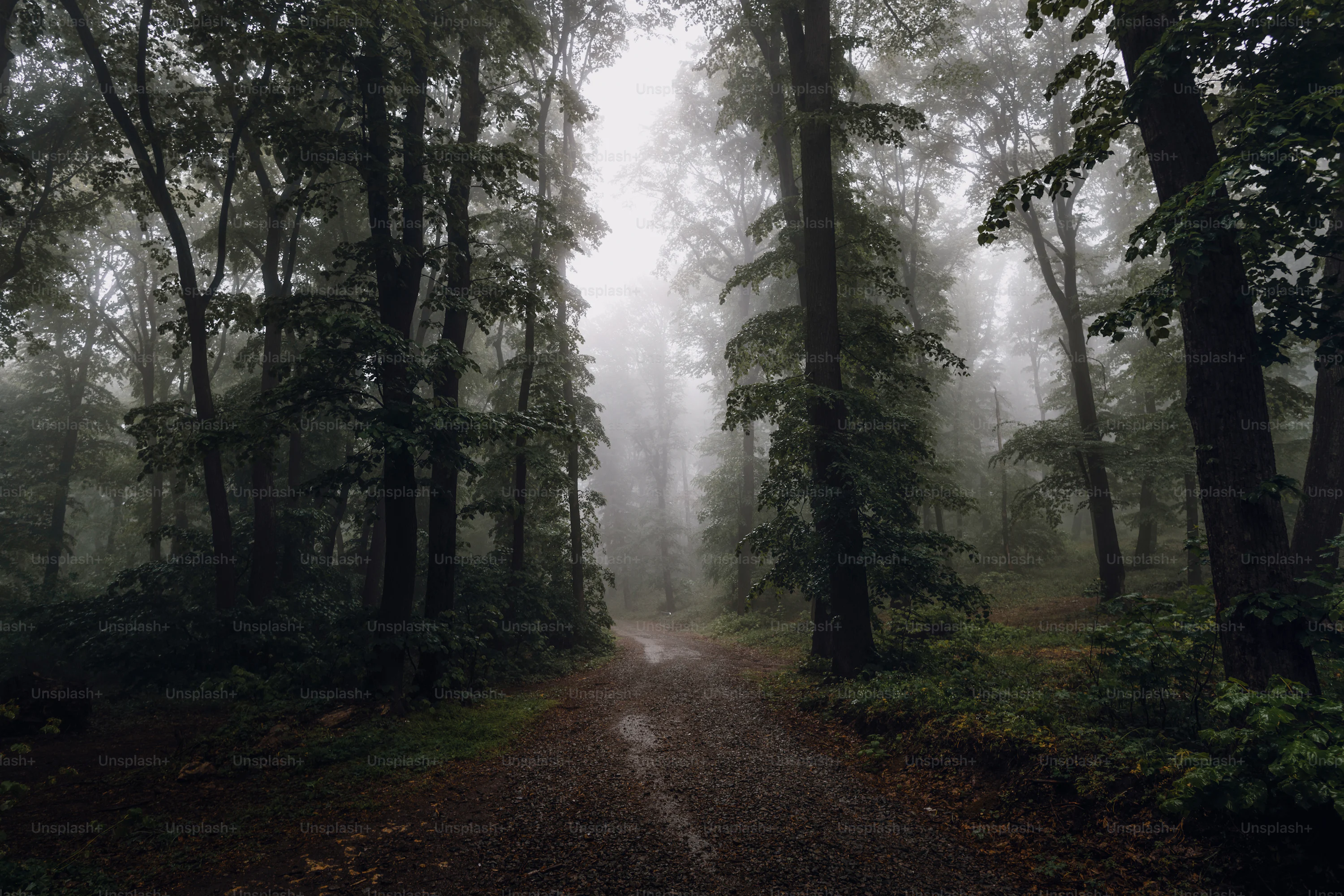Moody Forest Picture. Download Free Image