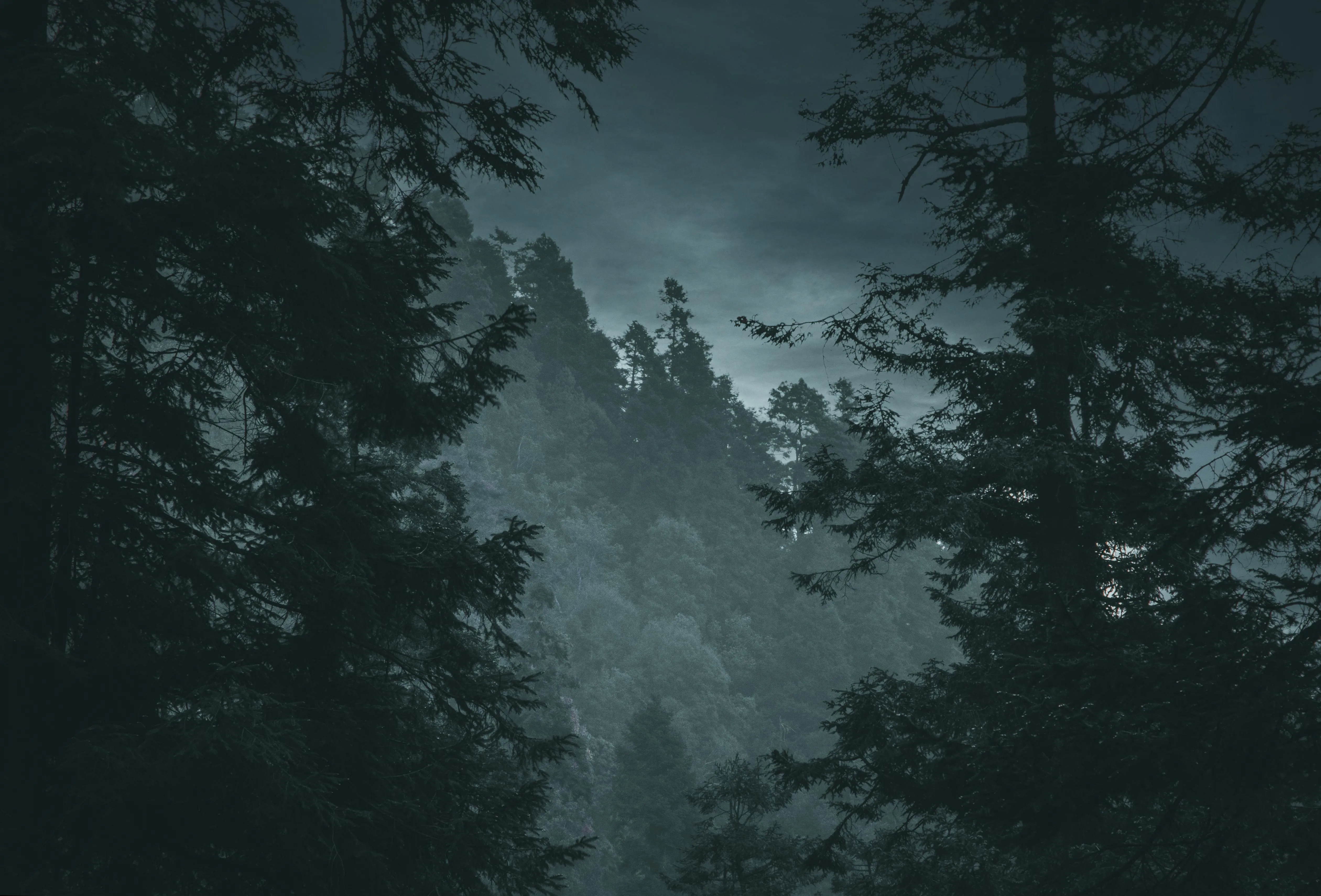 Moody Forest Landscape at Twilight · Free