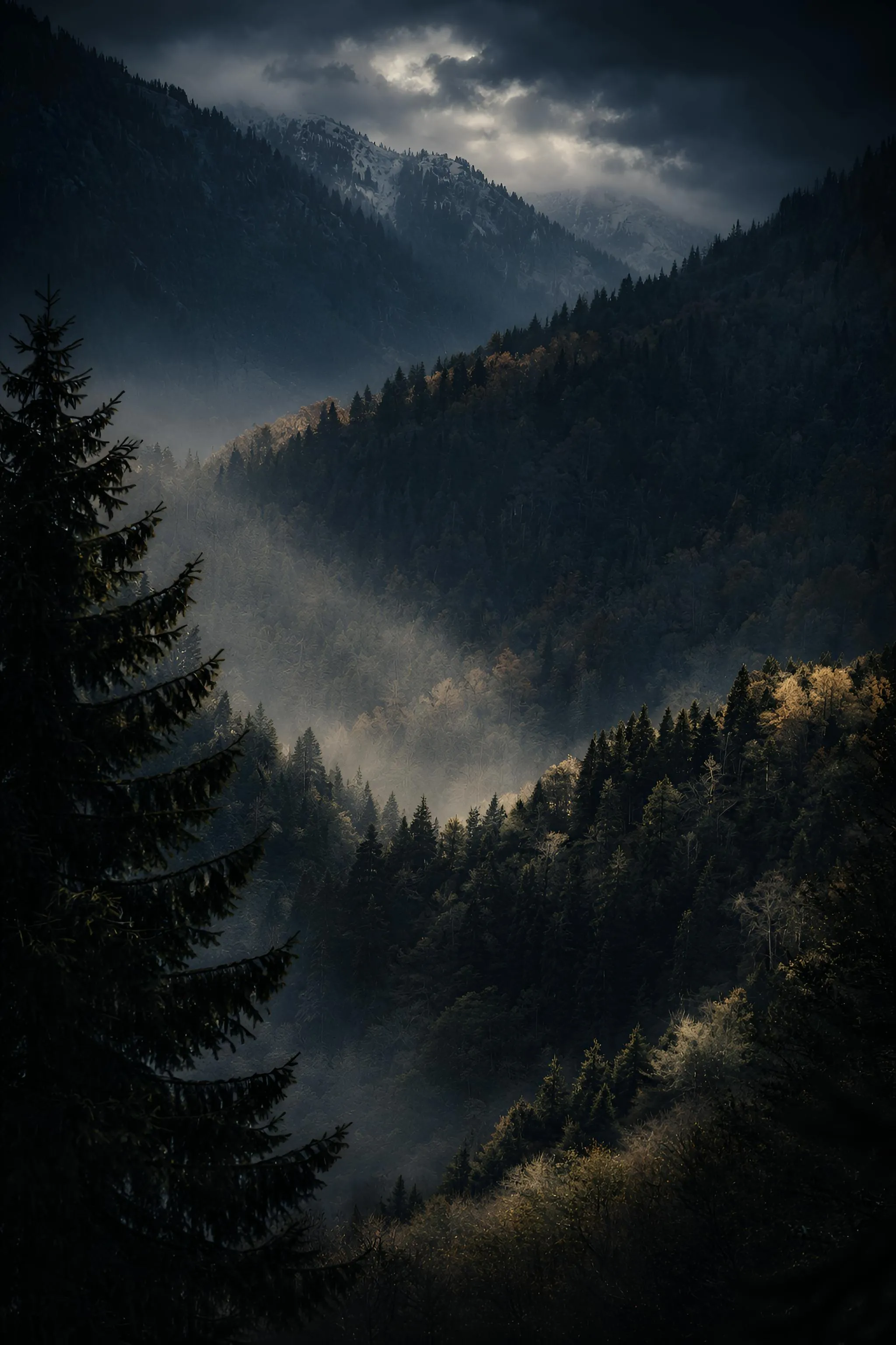 Moody Forest Photo, Download The BEST Free Moody Forest & HD Image