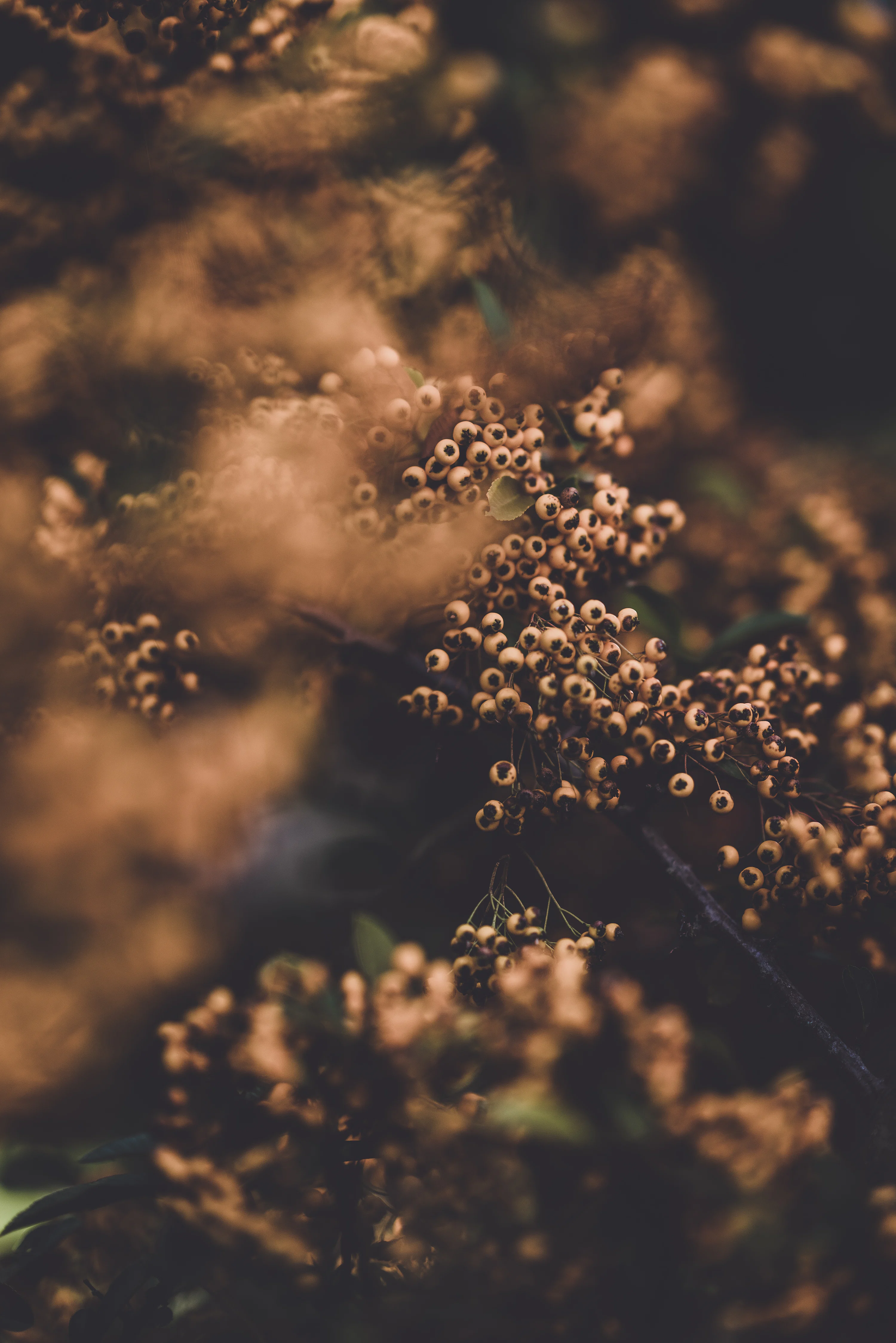 Moody Nature Picture. Download Free Image