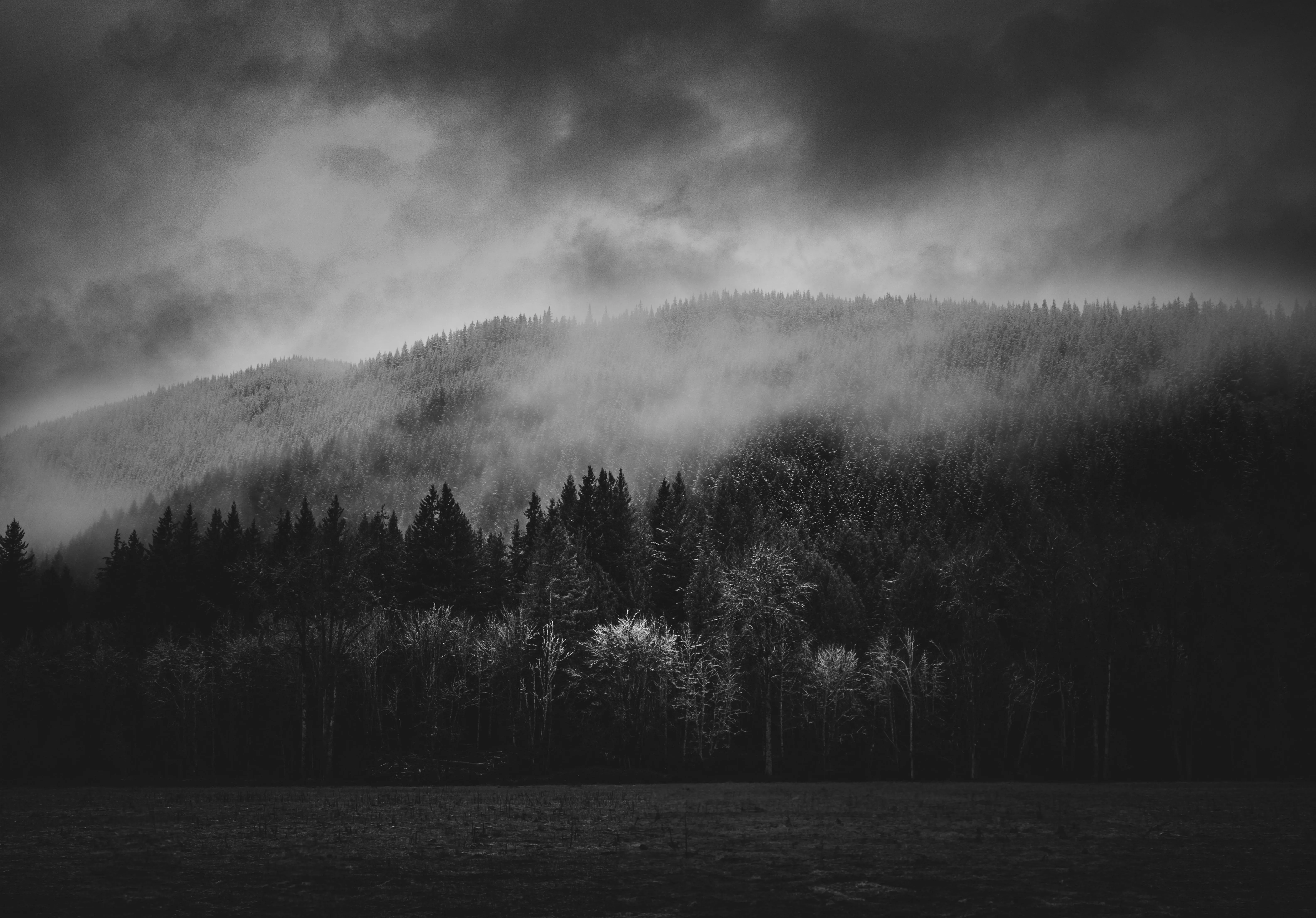 Moody Black and White Forest Landscape · Free