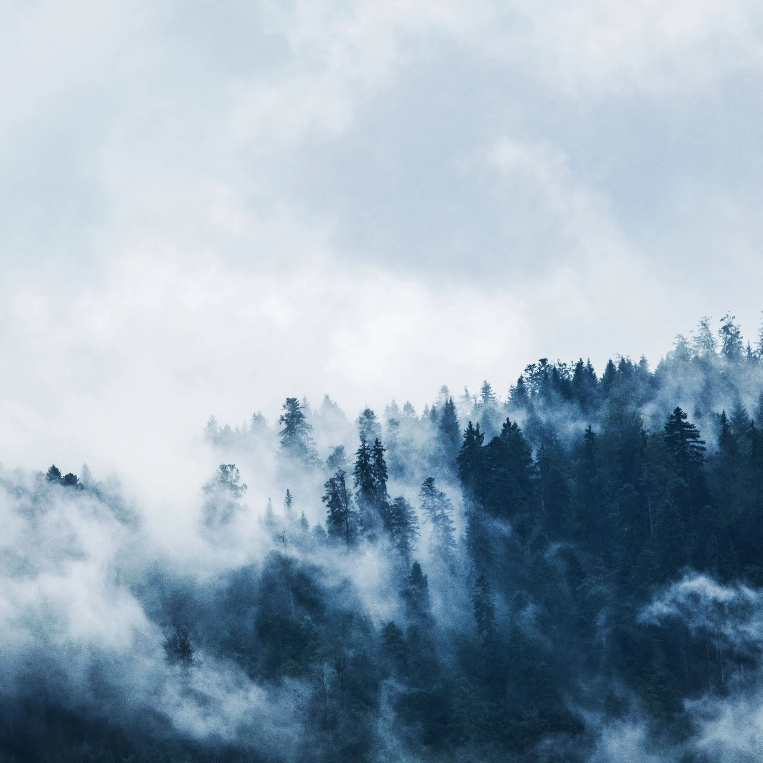 Foggy Wallpaper 4K, Pine trees, Forest, Cloudy Sky