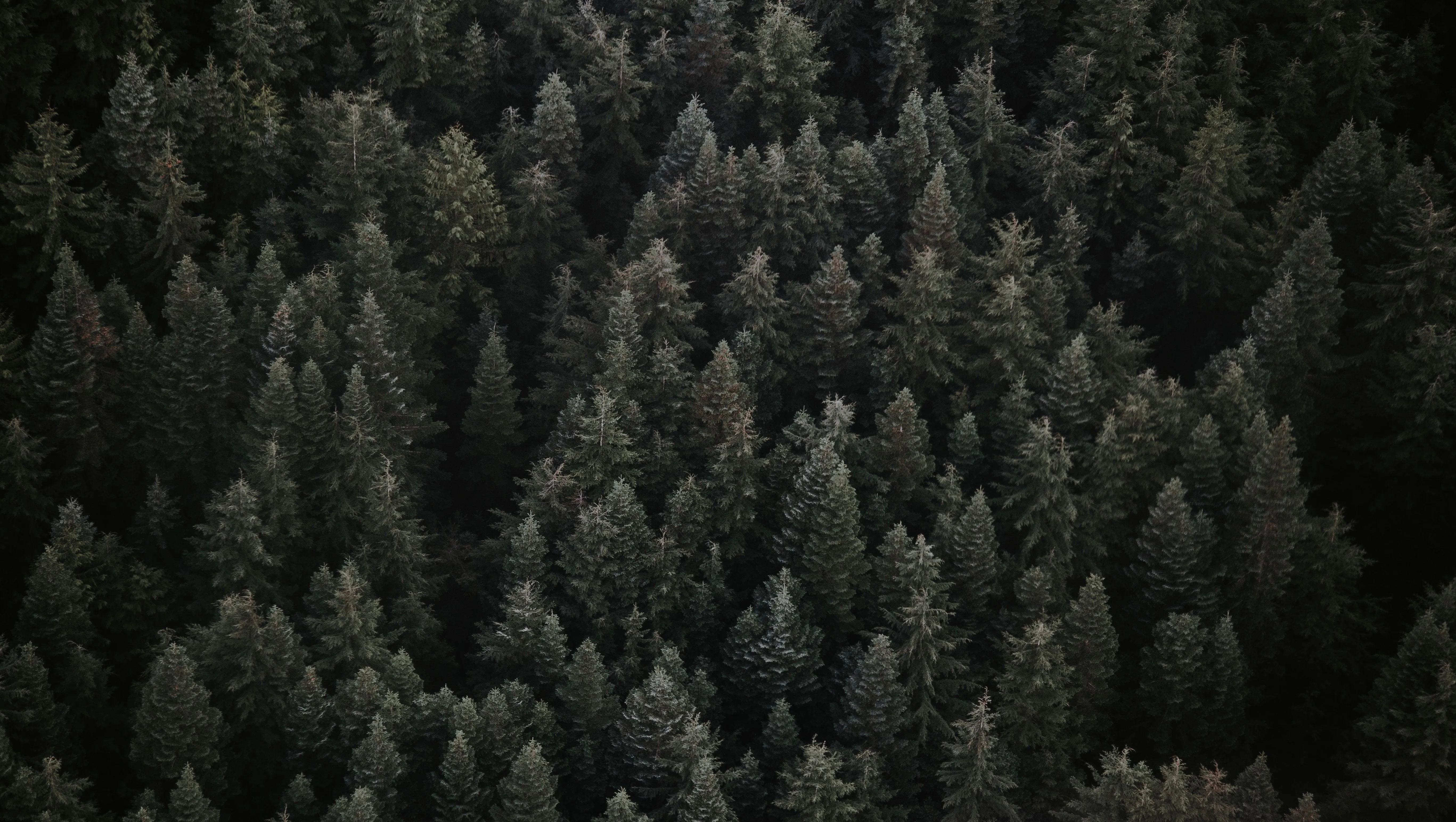 Moody Forest Wallpaper, HD Background on WallpaperBat
