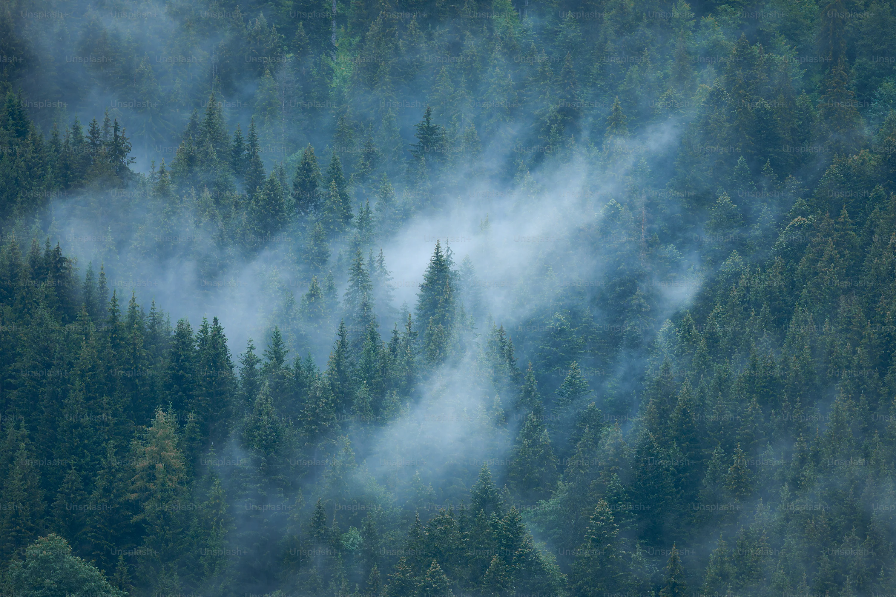 Moody Nature Picture. Download Free Image