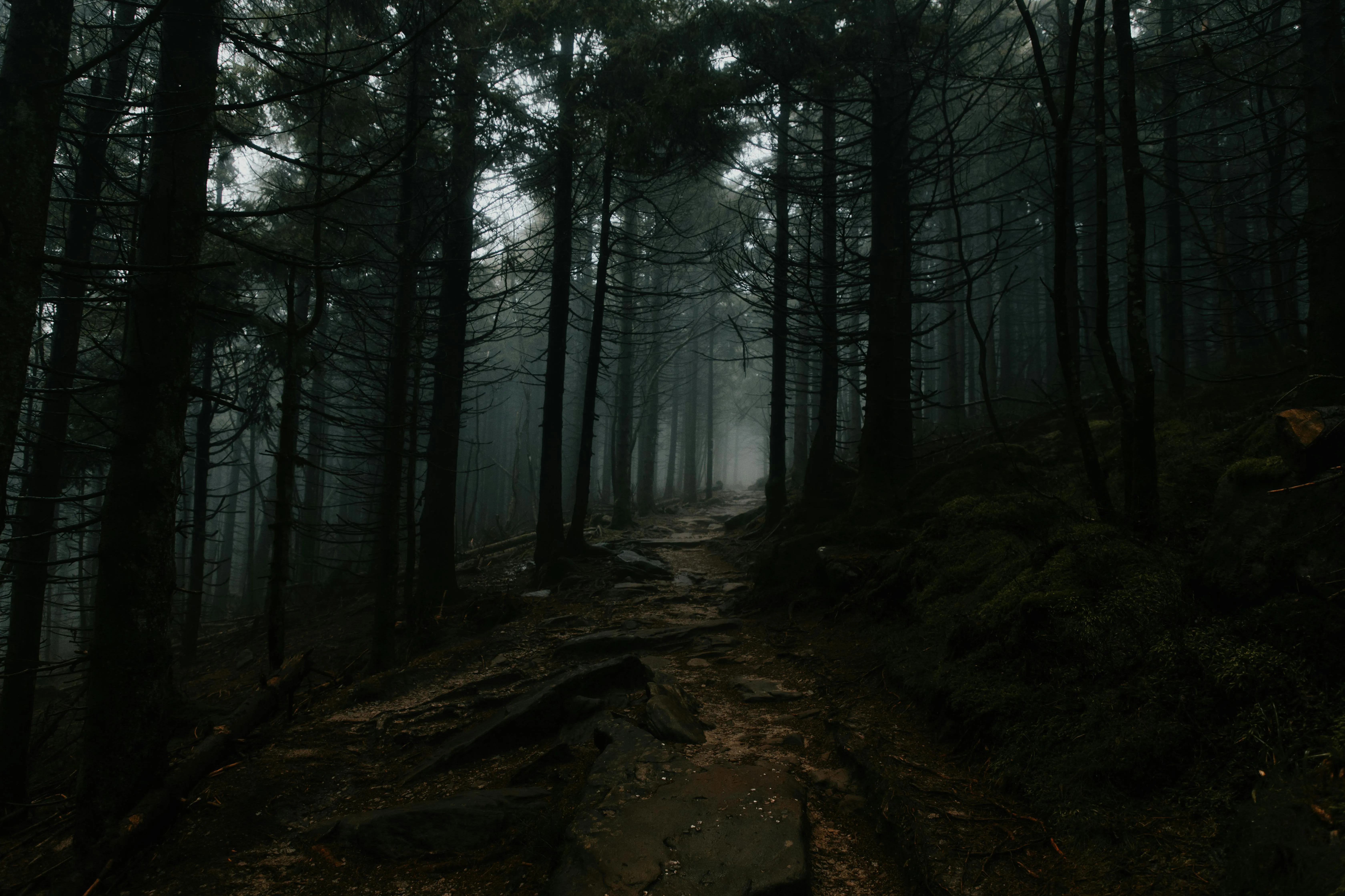 Moody Foggy Path in Dark Forest Landscape · Free