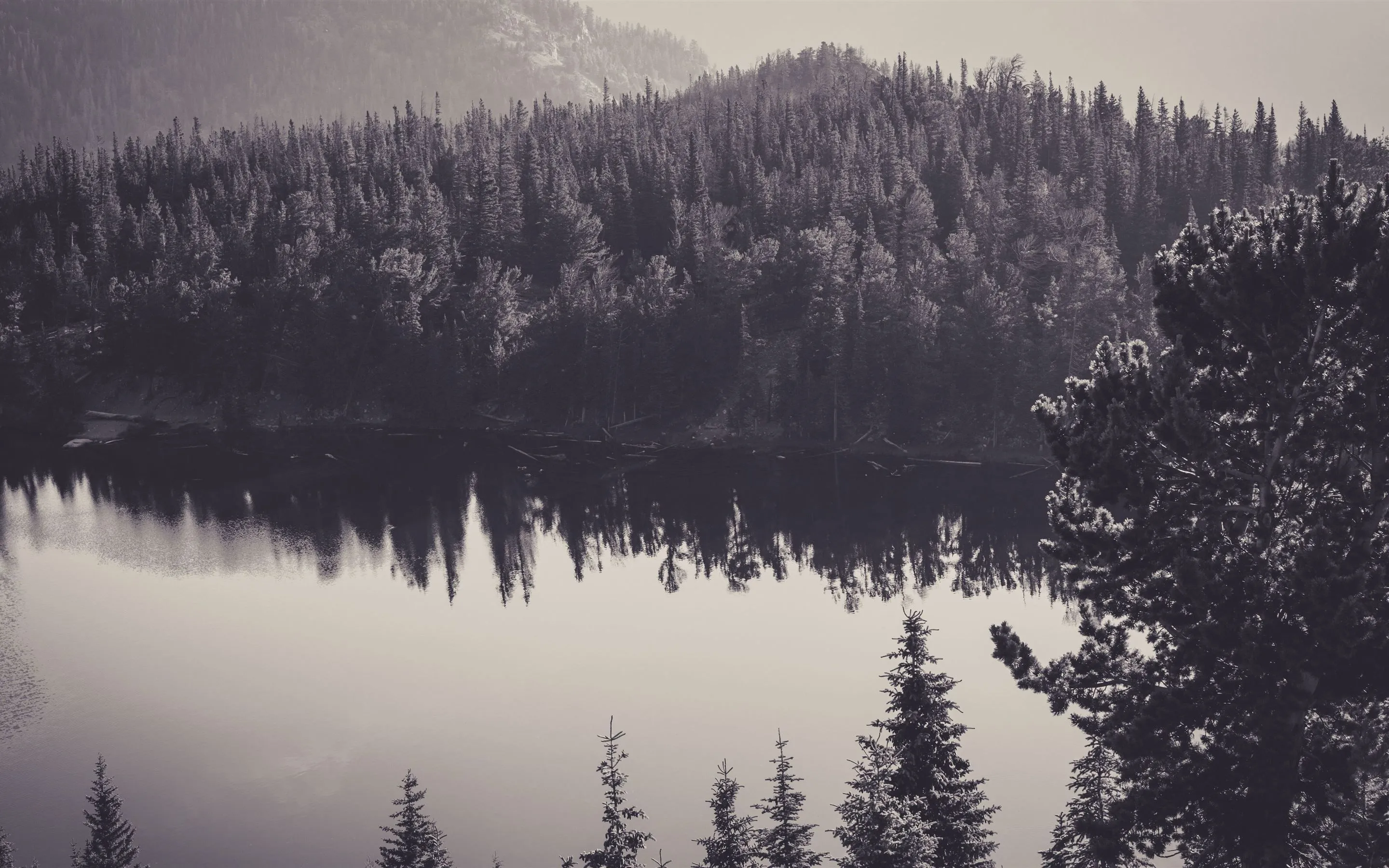 trees water monochrome reflection 8k Mac Wallpaper Download