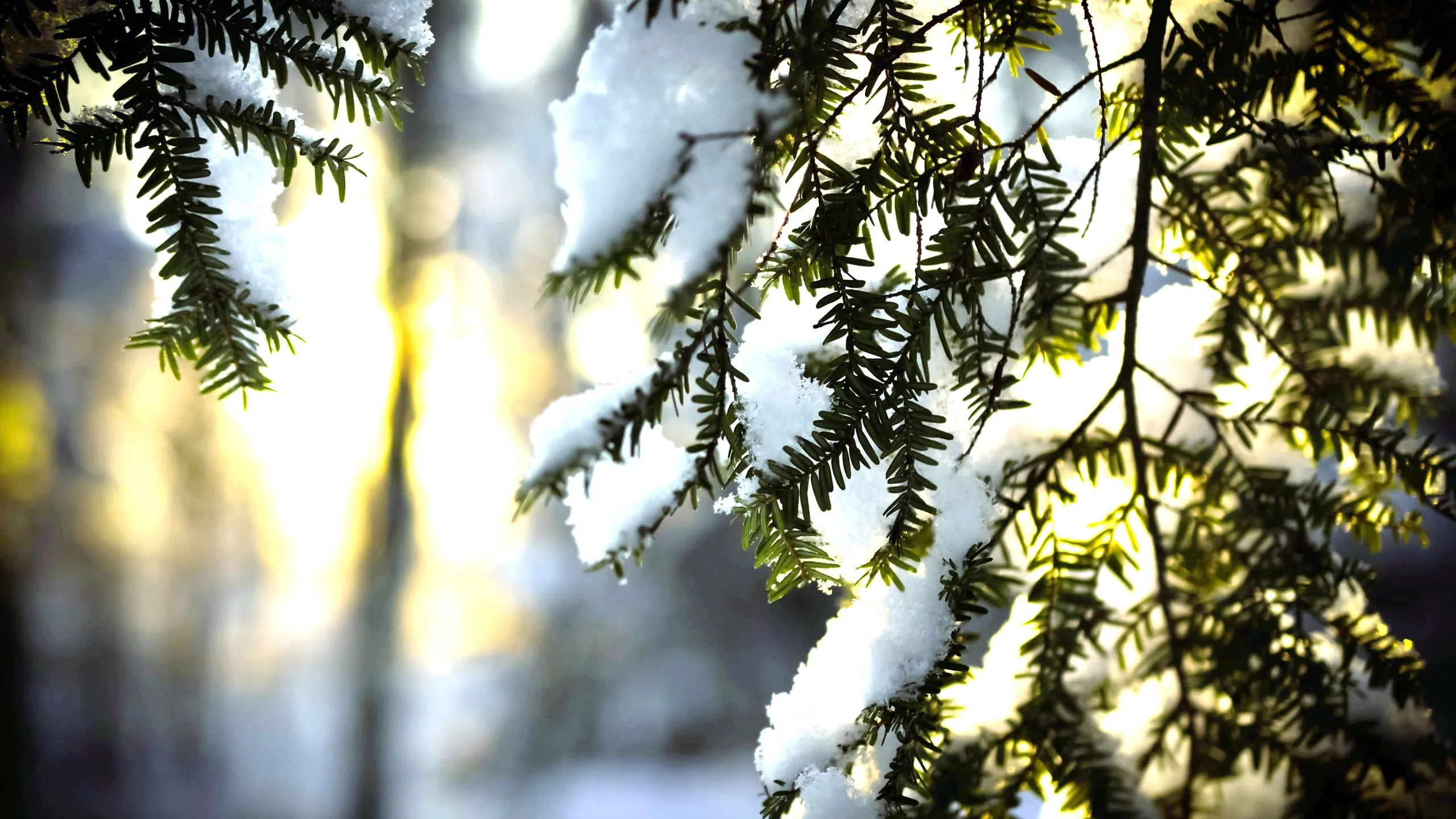 Wallpaper Snow Covered Tree During Daytime, Background Free Image