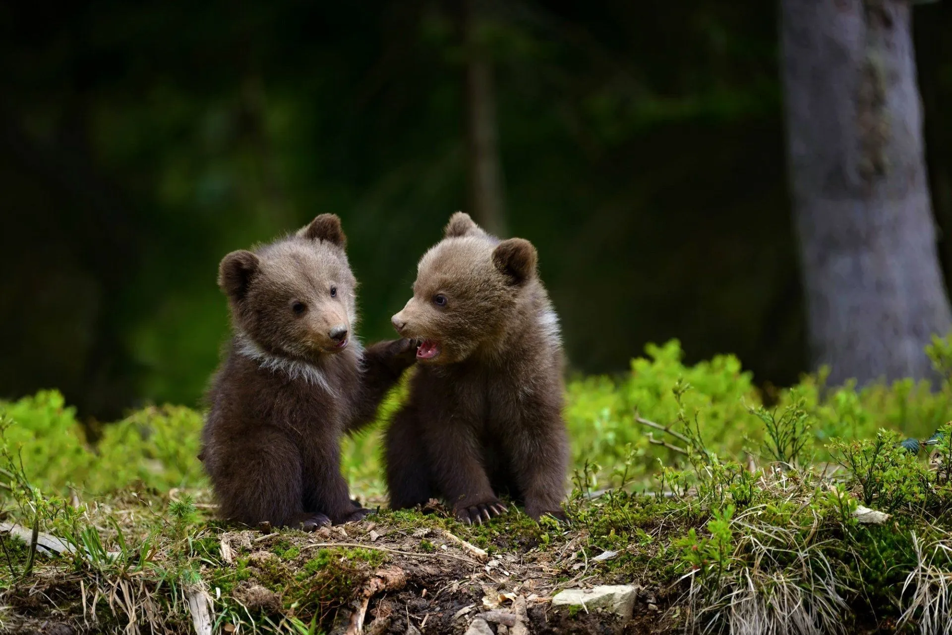 Cute Bear Cubs HD Wallpaperx1335