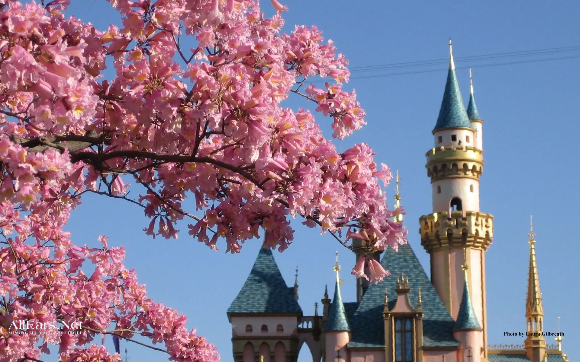 Disneyland Sleeping Beauty Castle and Flowers Landscape Wallpaper