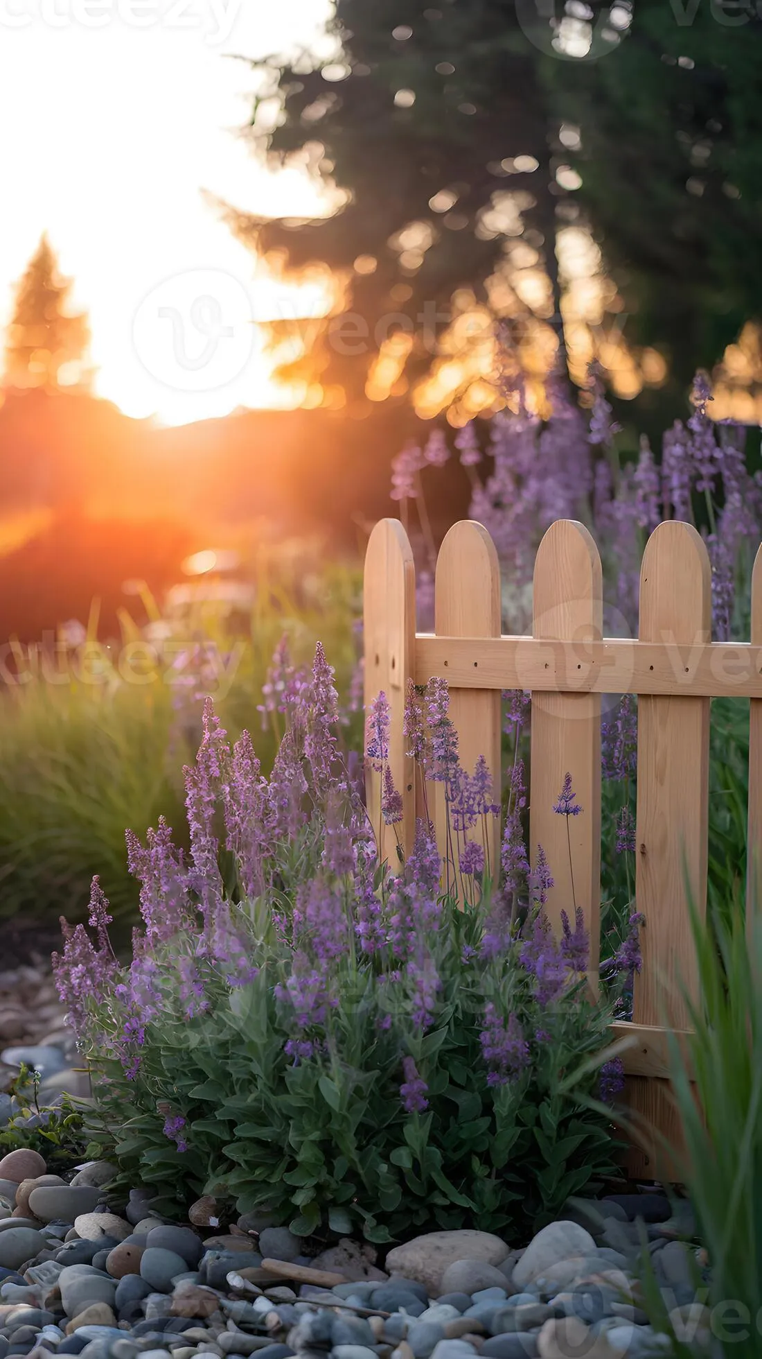 Sunset glowing over garden fence with purple flowers below Vertical Mobile Wallpaper