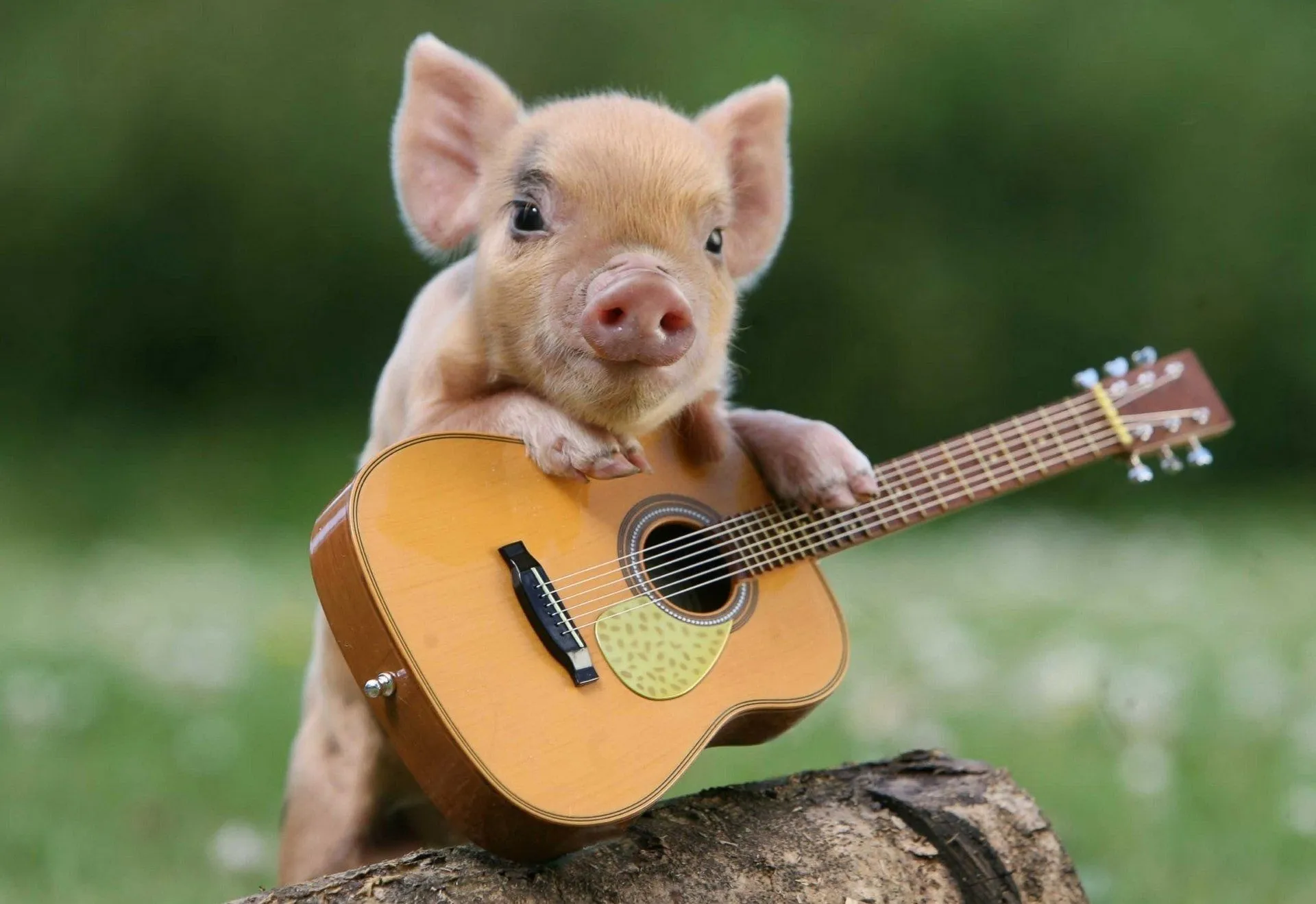 Cute Pig with Guitar Wallpaperx1319