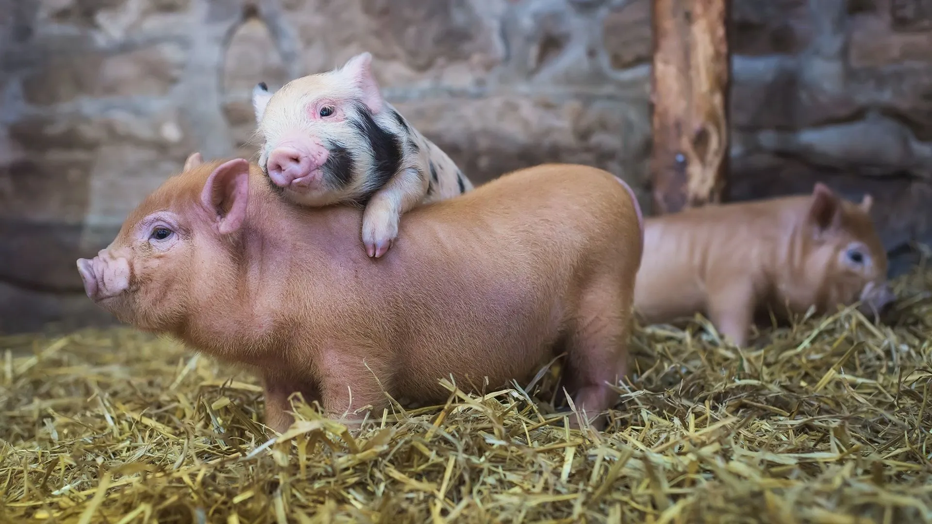 Cute pigs in the pigsty Desktop wallpaper 1920x1080