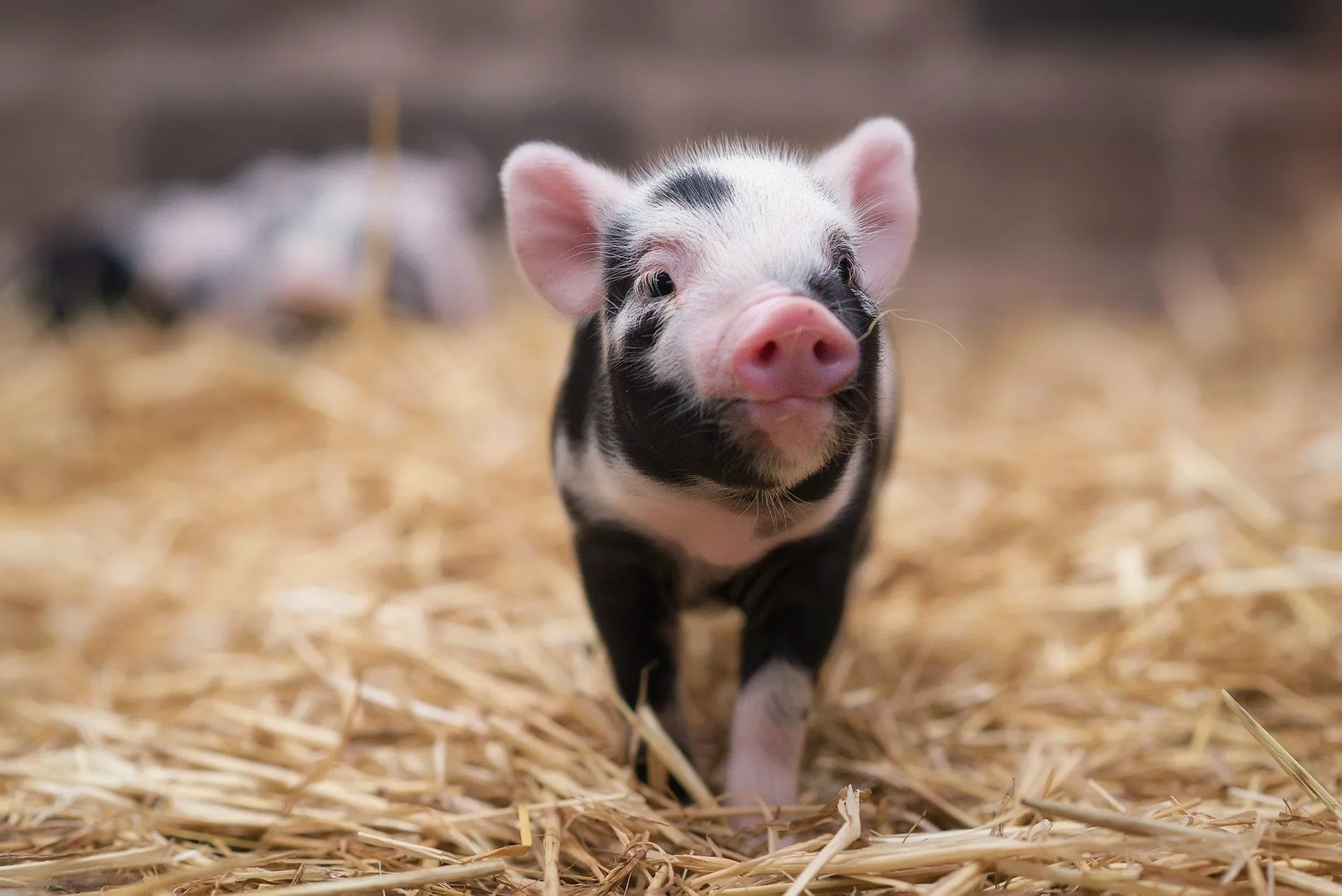 Adorable Baby Pig HD Wallpaper: Charming Little Farm Animal Close Upx1282