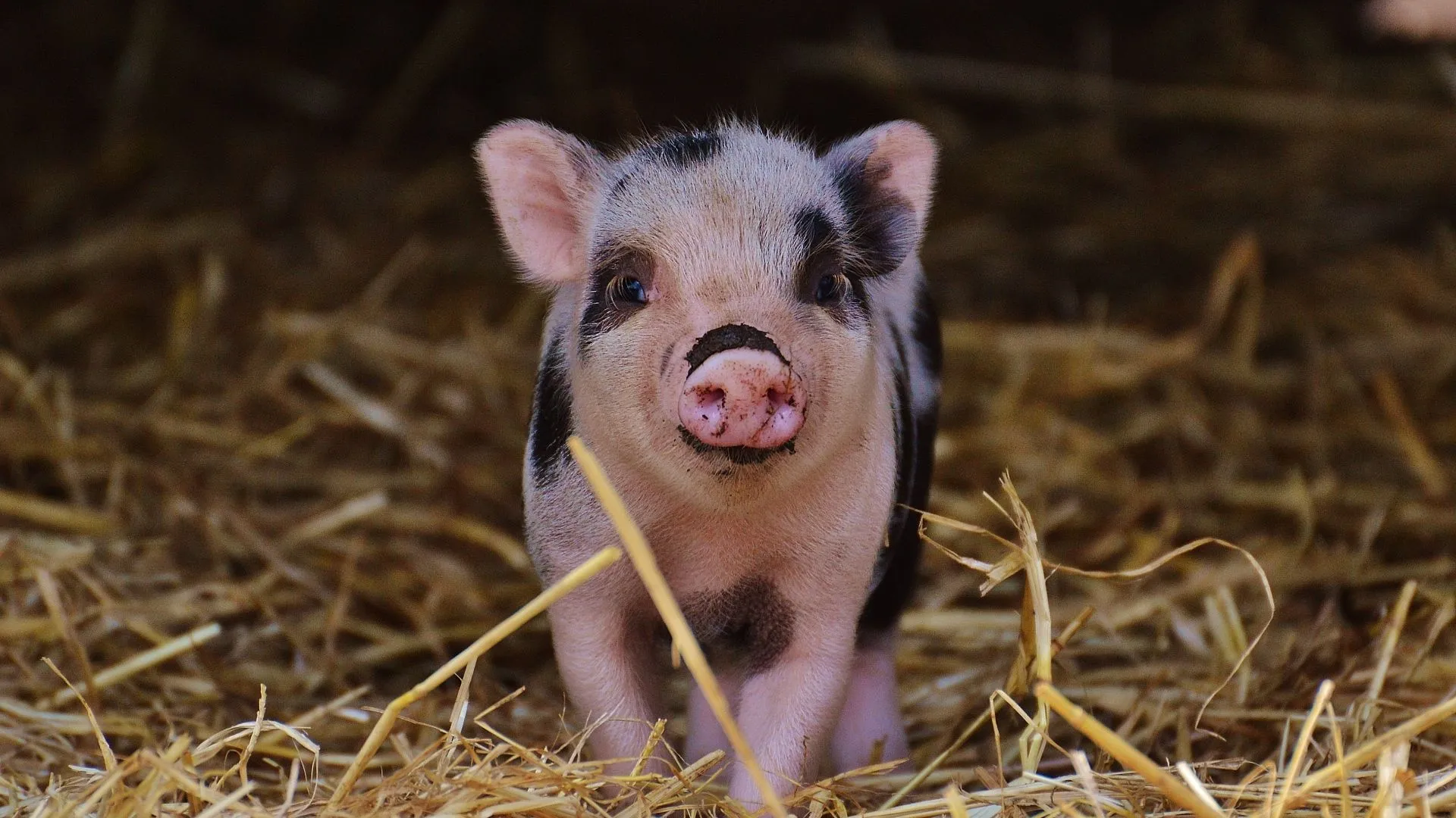 Little funny pig in the barn on the hay Desktop wallpaper 1920x1080