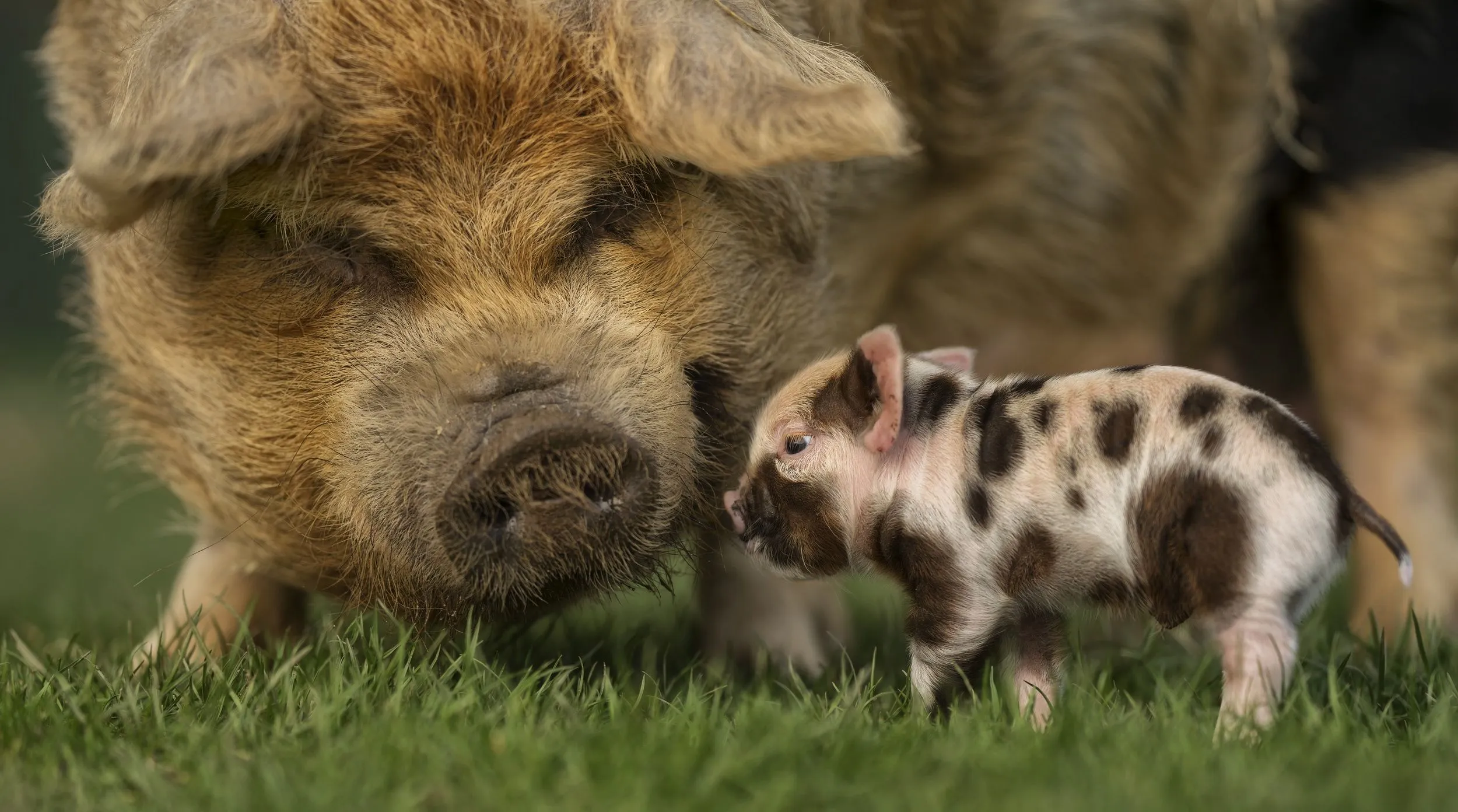 Desktop wallpaper: Animal, Pig, Baby Animal 4K free download for PC. 940041