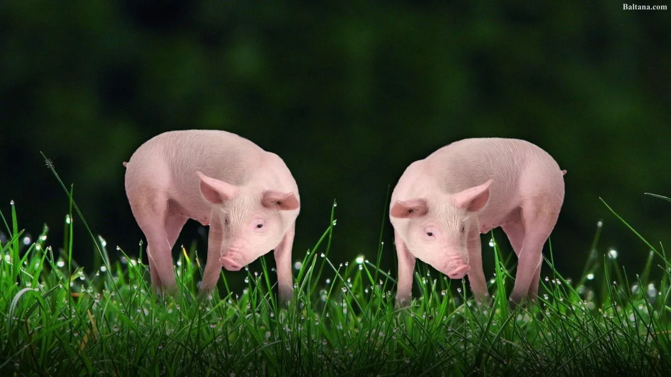 Pig Desktop Wallpaper 31706