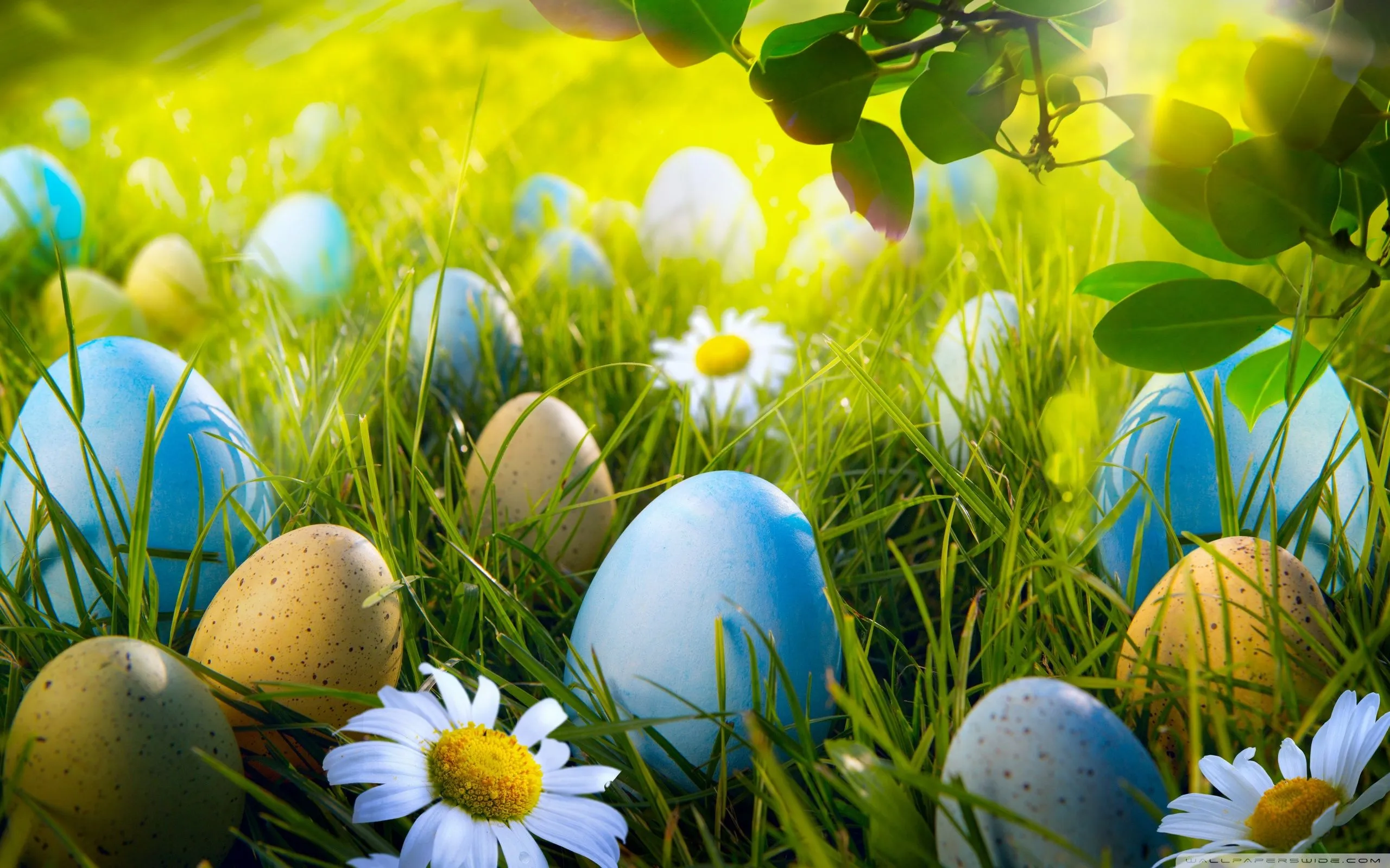 Easter Egg Hunt 4K UHD Wallpaper for UltraHD Desktop and TV, Smartphone and Tablet Devices