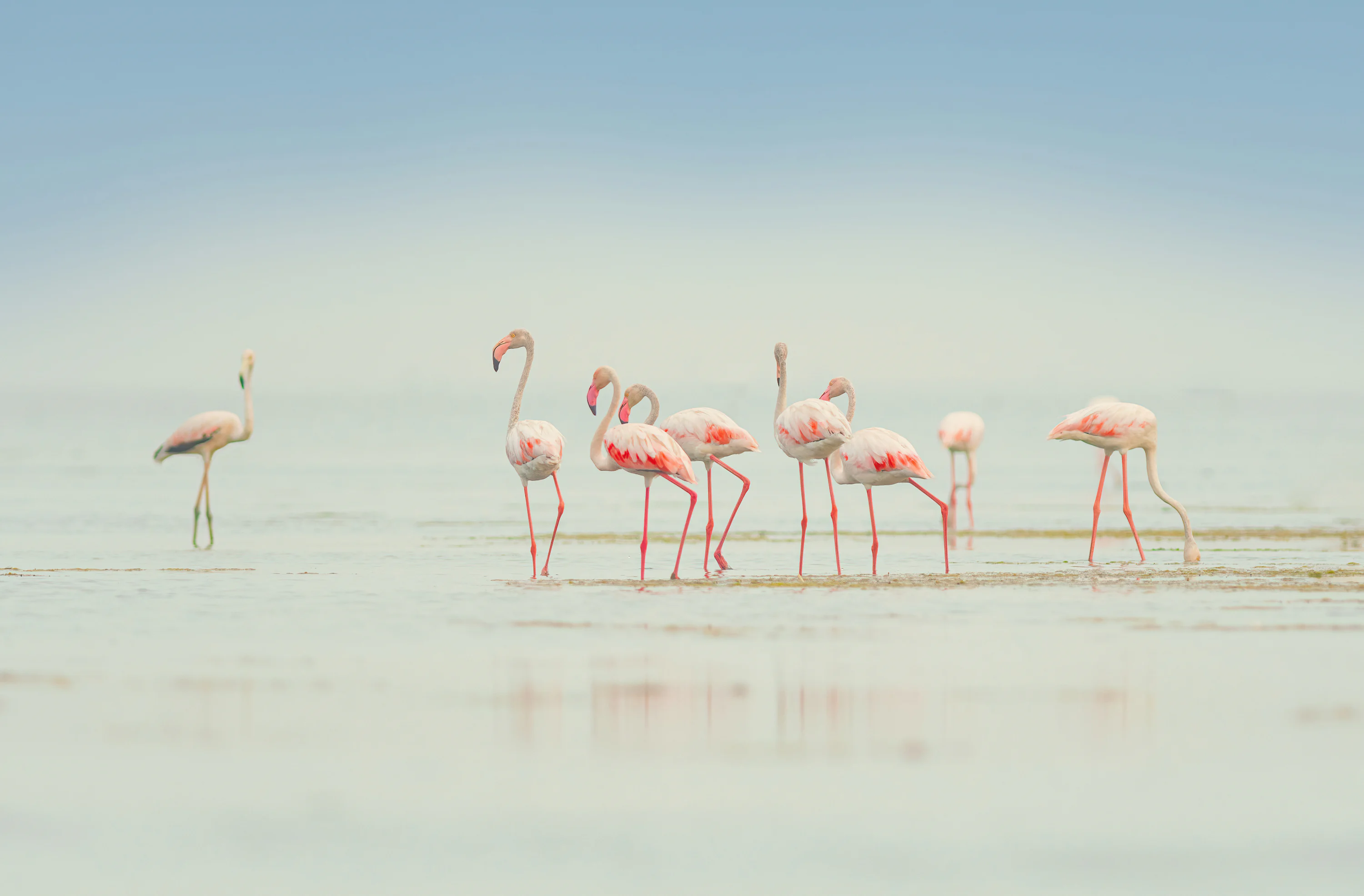 Flamingo Wallpaper: Free HD Download [4K]