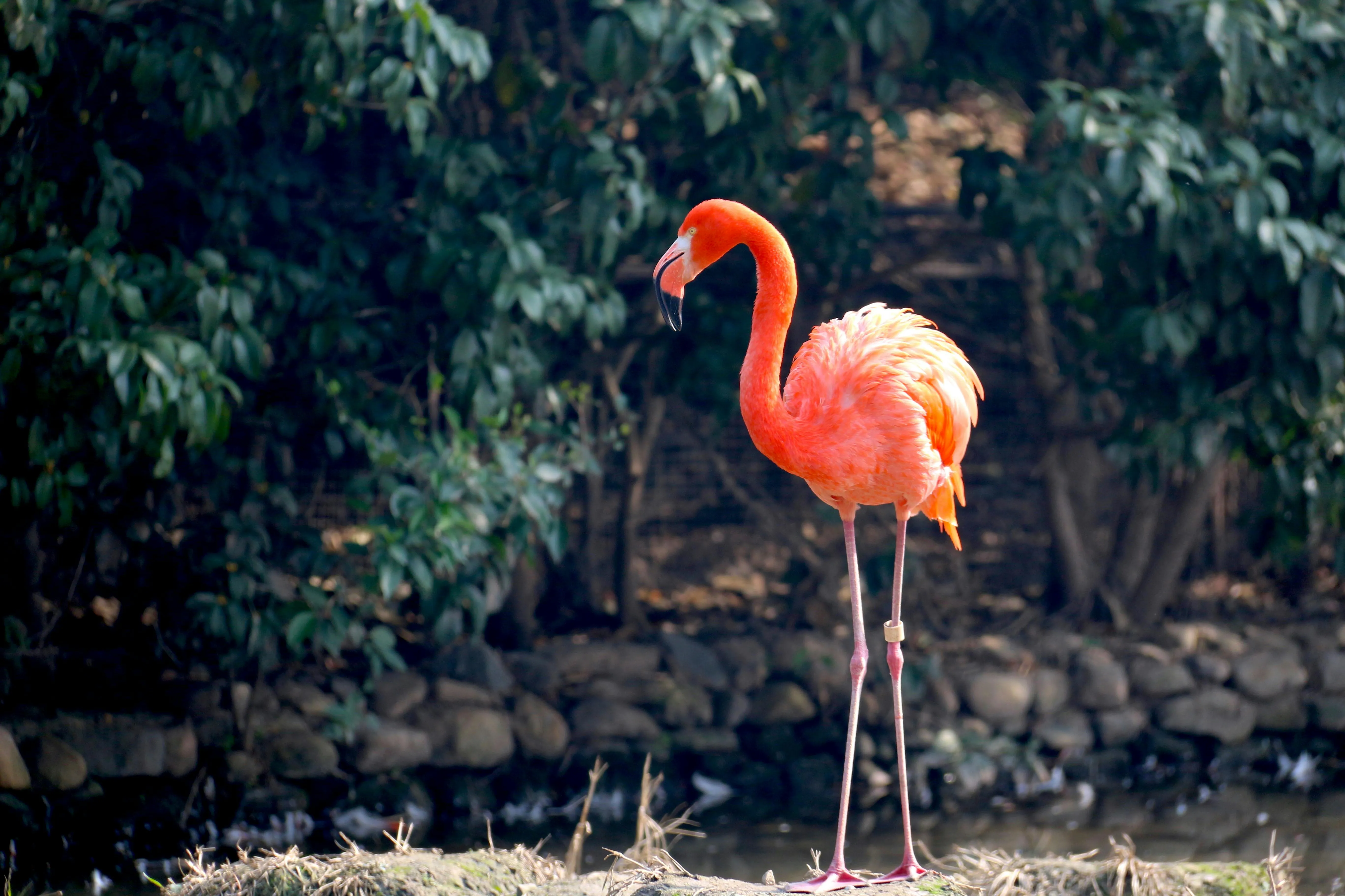 Orange Flamingo · Free