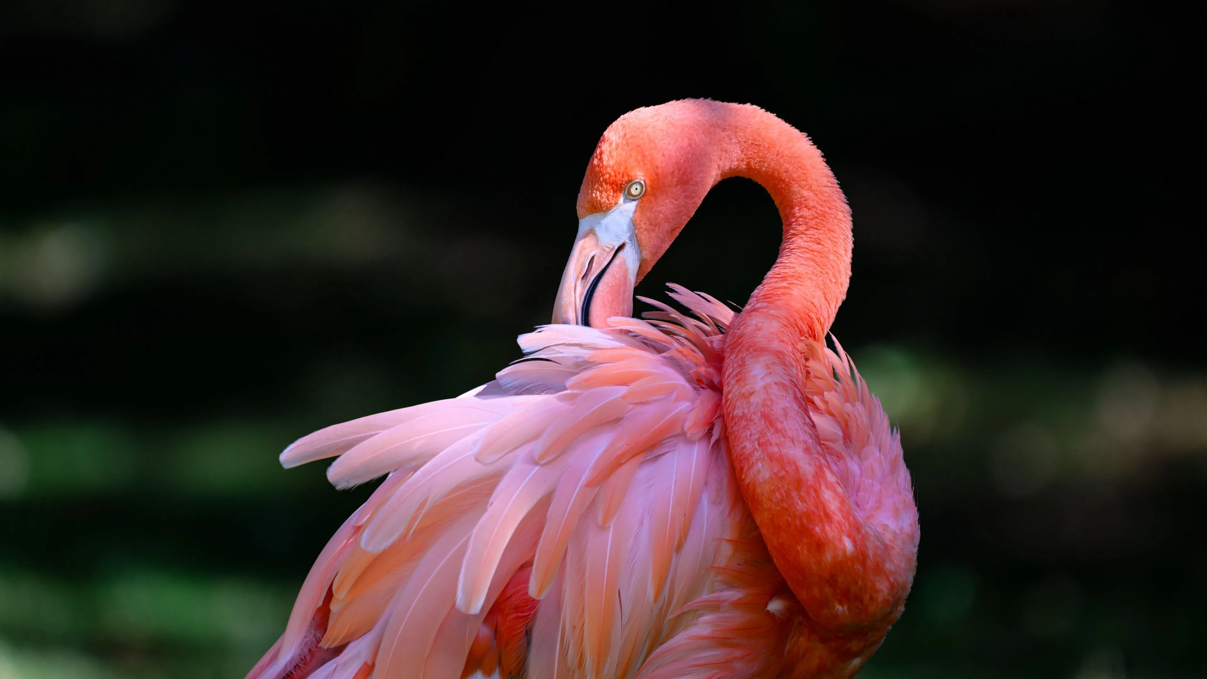 Download wallpaper 3840x2160 pink flamingo, flamingo, bird, beak, feathers, pink 4k uhd 16:9 HD background