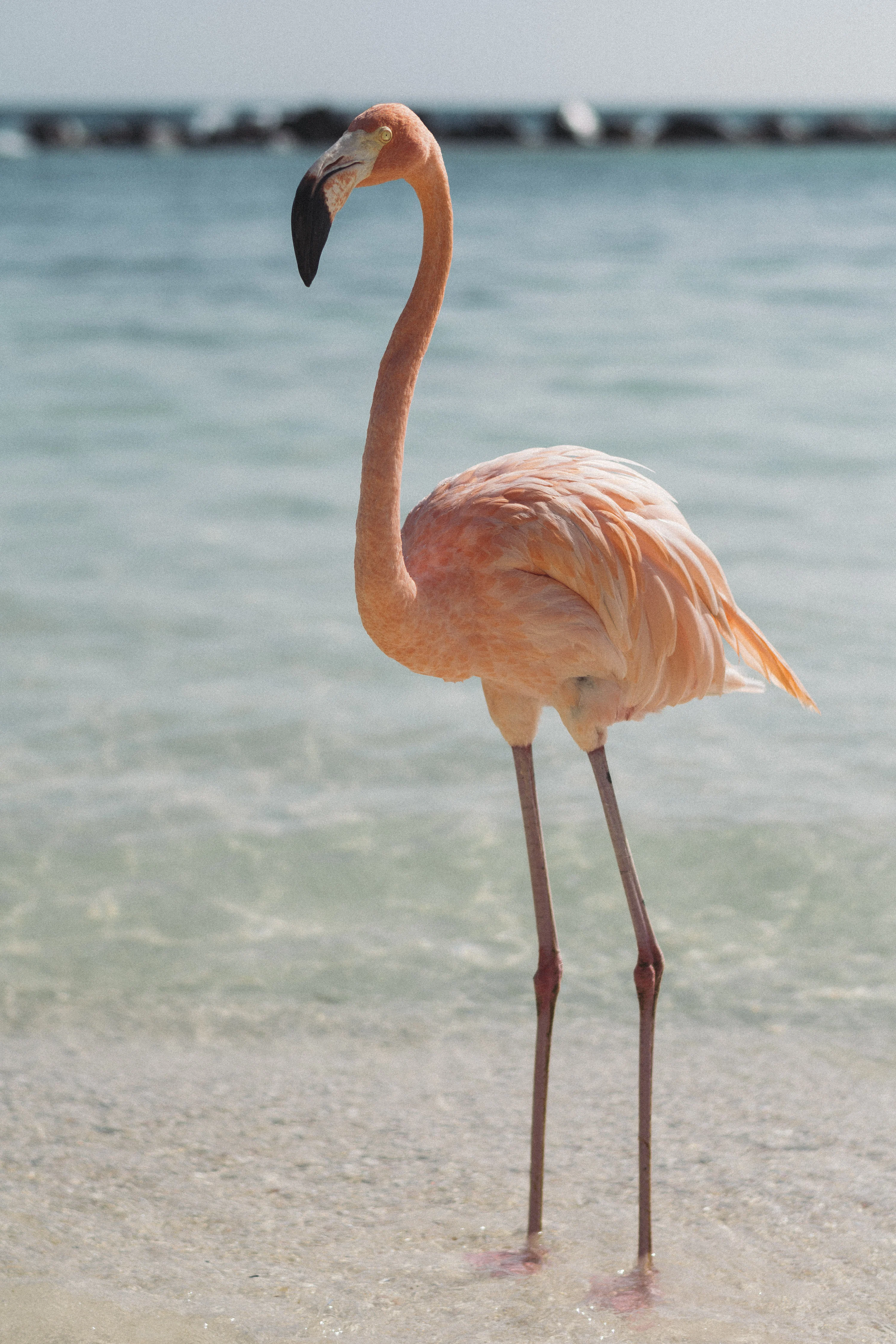 30,Flamingo Bird Picture. Download Free Image