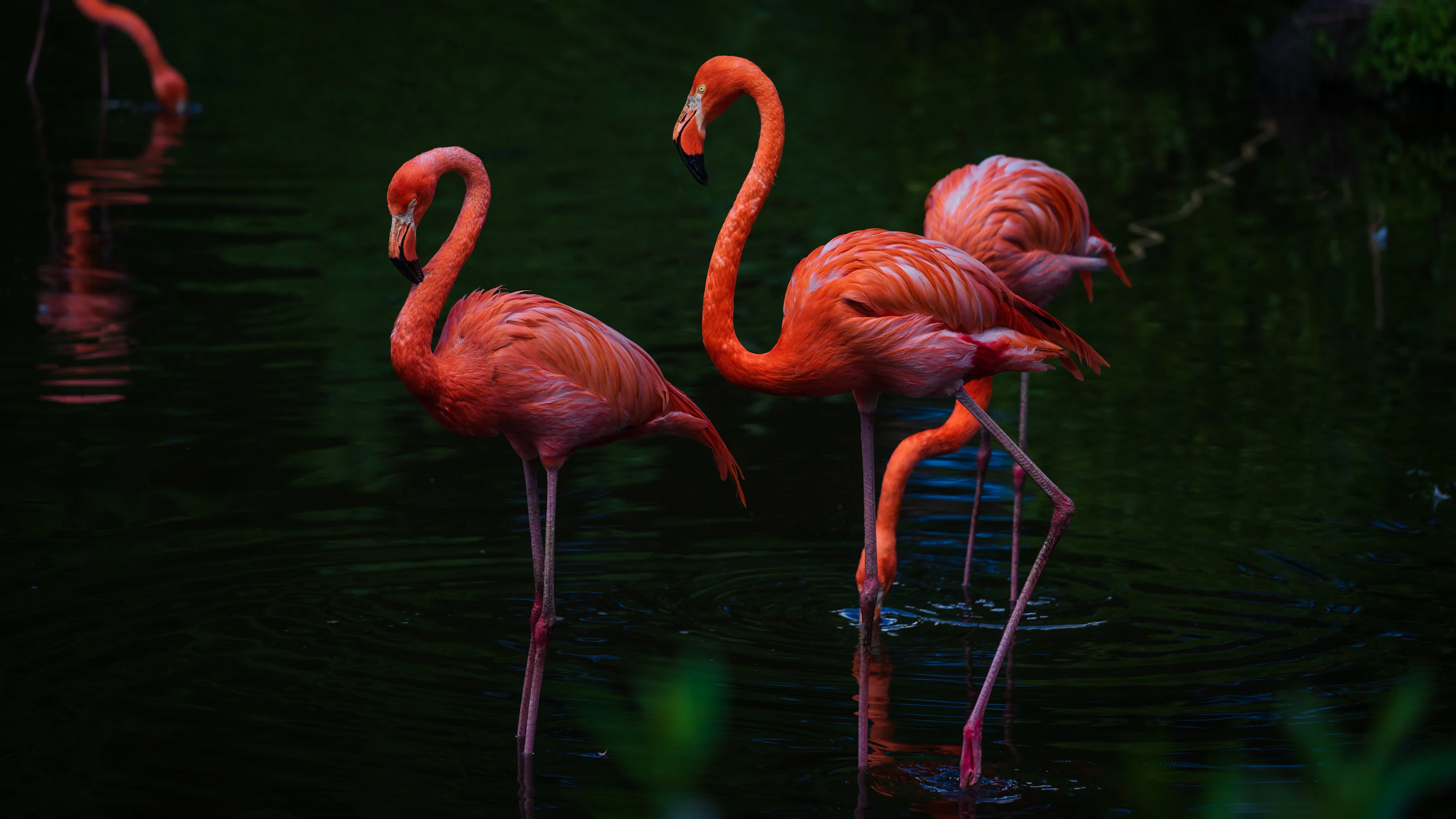 Flamingo Wallpaper: Free HD Download [4K]