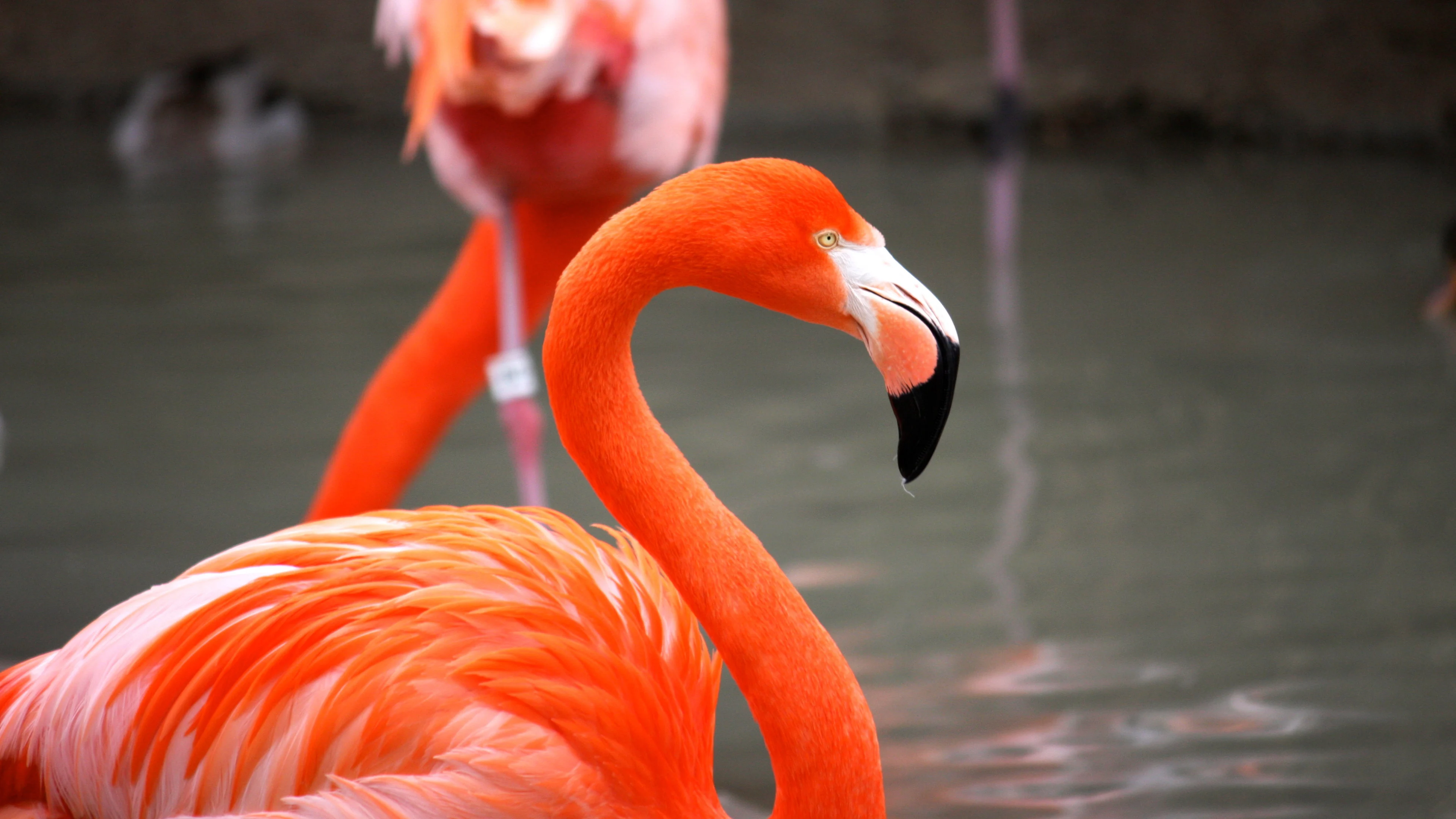 Flamingo Wallpaper 4K for Desktop