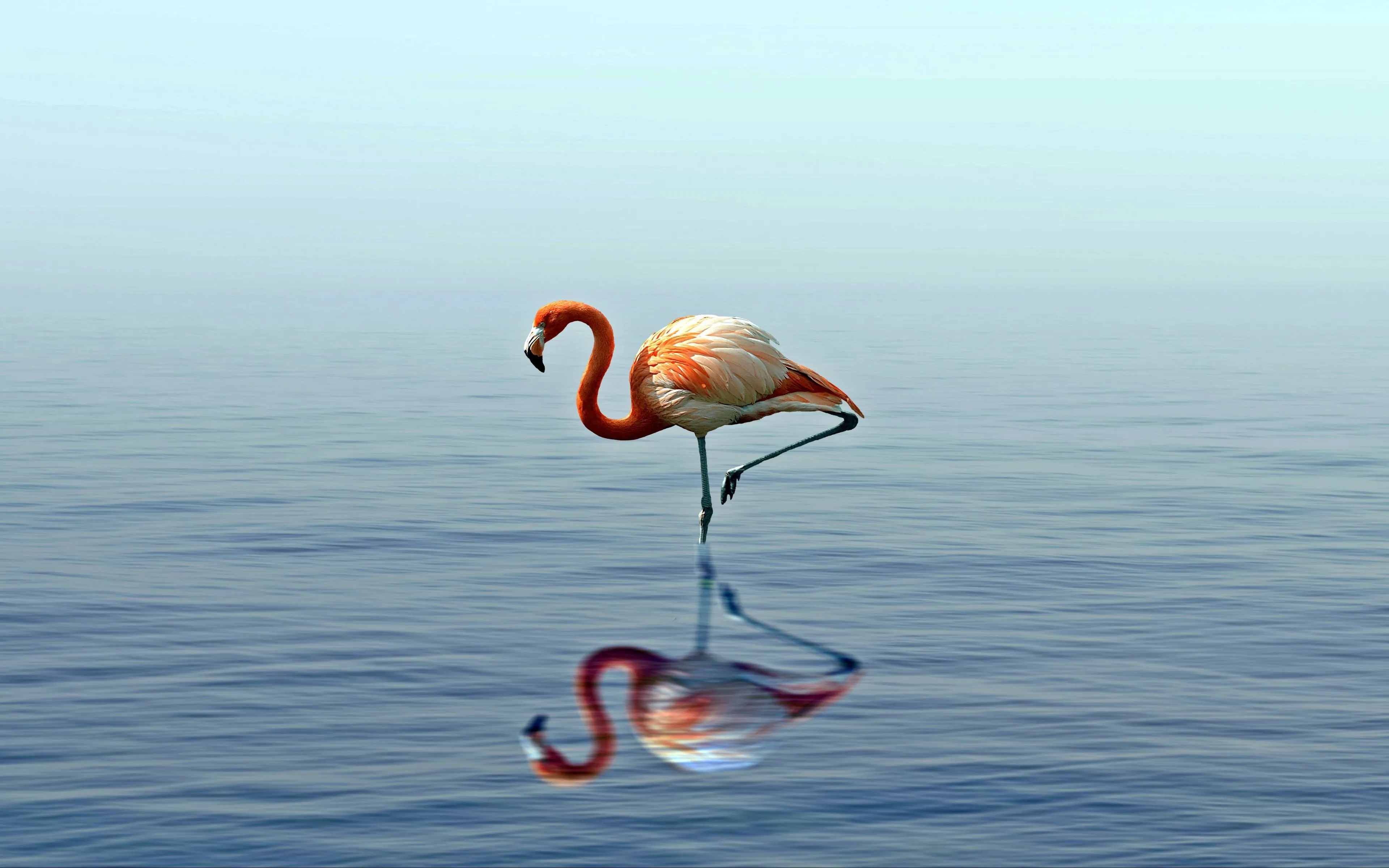 Download wallpaper 3840x2400 flamingo, reflection, lake, water, bird, stands 4k ultra HD 16:10 HD background
