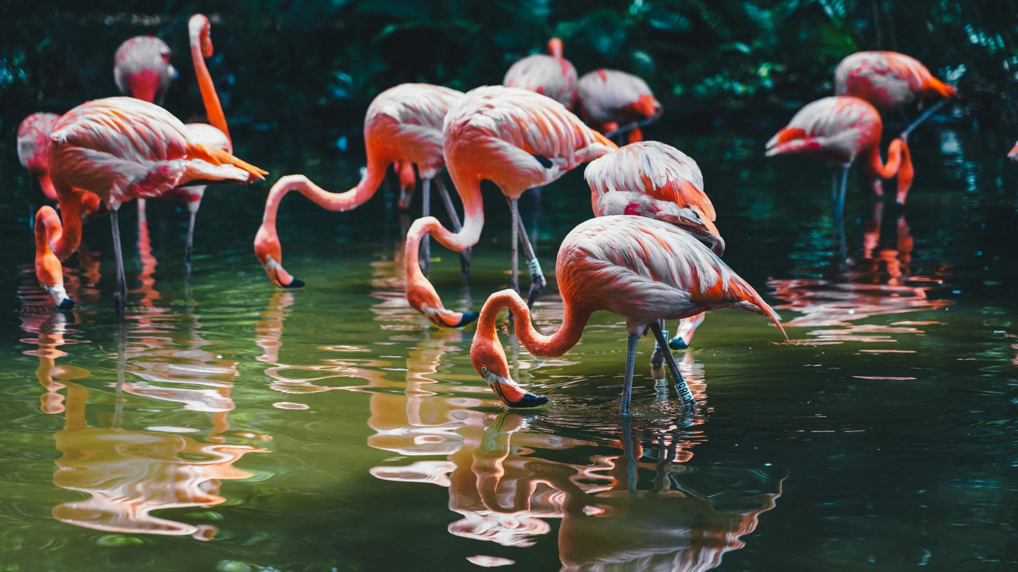 Flamingos